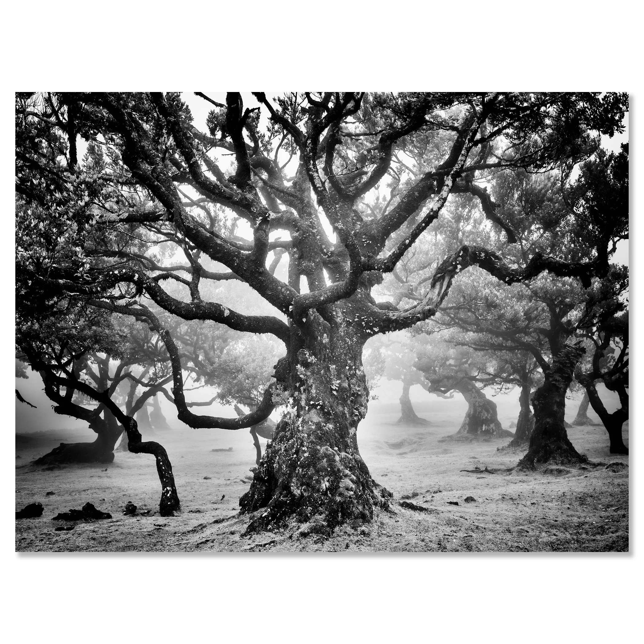 Ancient Laurisilva Forest Study 7 mounted frameless on aluminium Dibond, black-and-white fine art photograph by Gerald Berghammer.