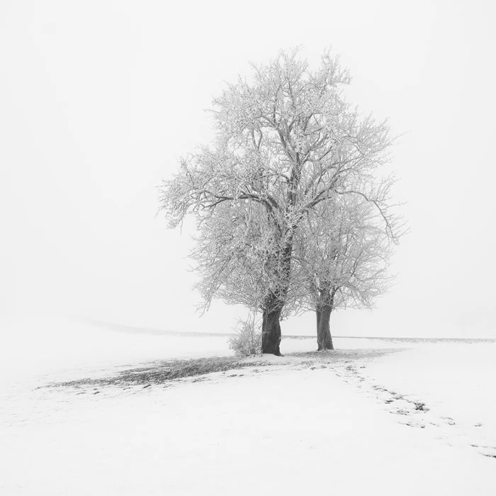 Frosted Trees in Silence – Austria | Gerald Berghammer