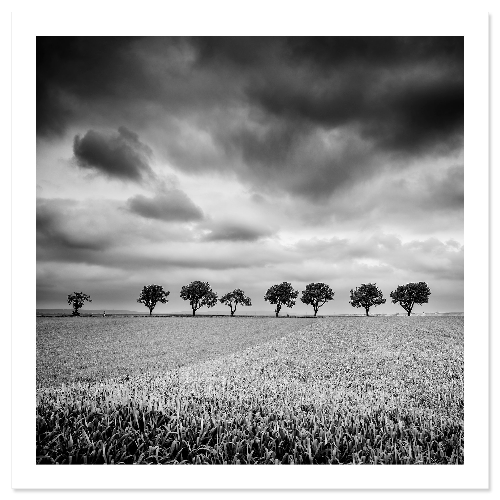 © 2023 Gerald Berghammer - Black and white landscape photography. Field with uniform crops, seven evenly spaced trees in the distance, and a cloudy sky overhead. Fine art print only