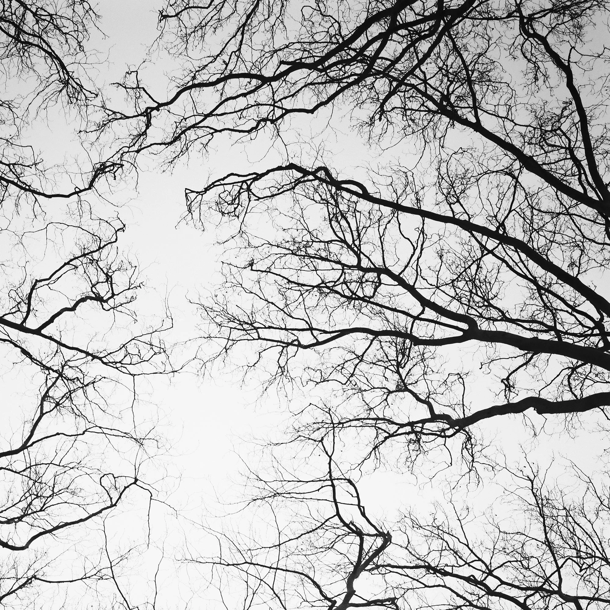 © 2017 Gerald Berghammer - Black and white abstract landscape photography. Leafless tree branches against a gray sky, looking up from the ground, Paris. Print detail 2