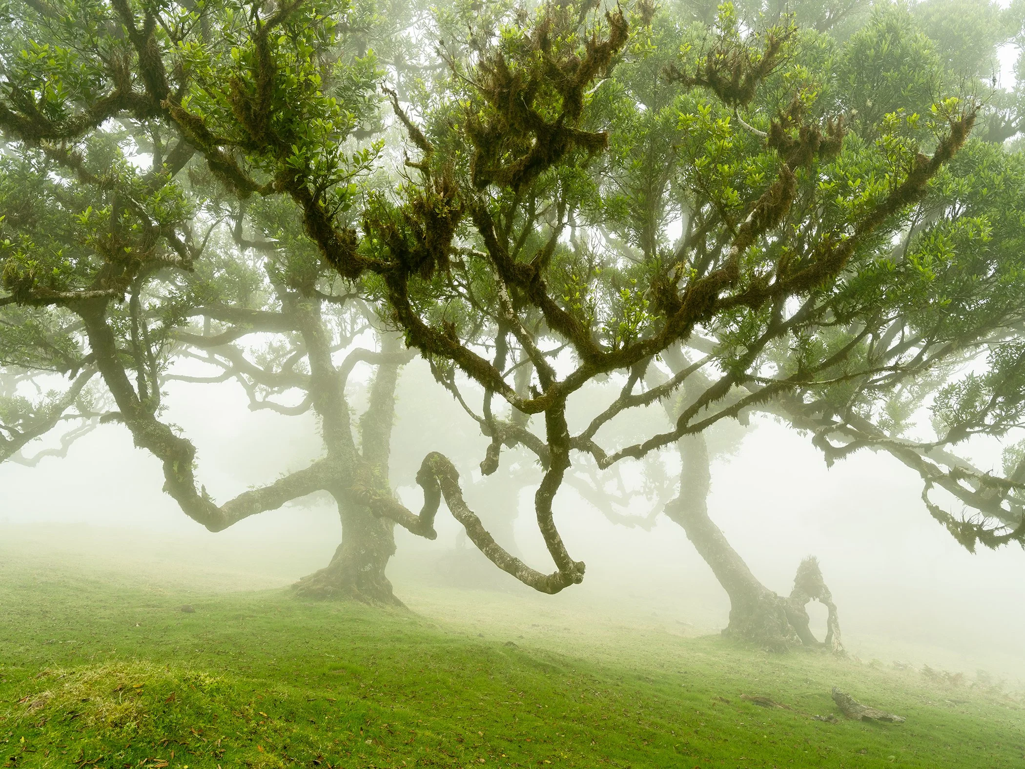 © 2021 Gerald Berghammer - Enchanted fairy forest with ancient, moss-covered trees and twisted branches emerging from soft morning mist in a lush green woodland.