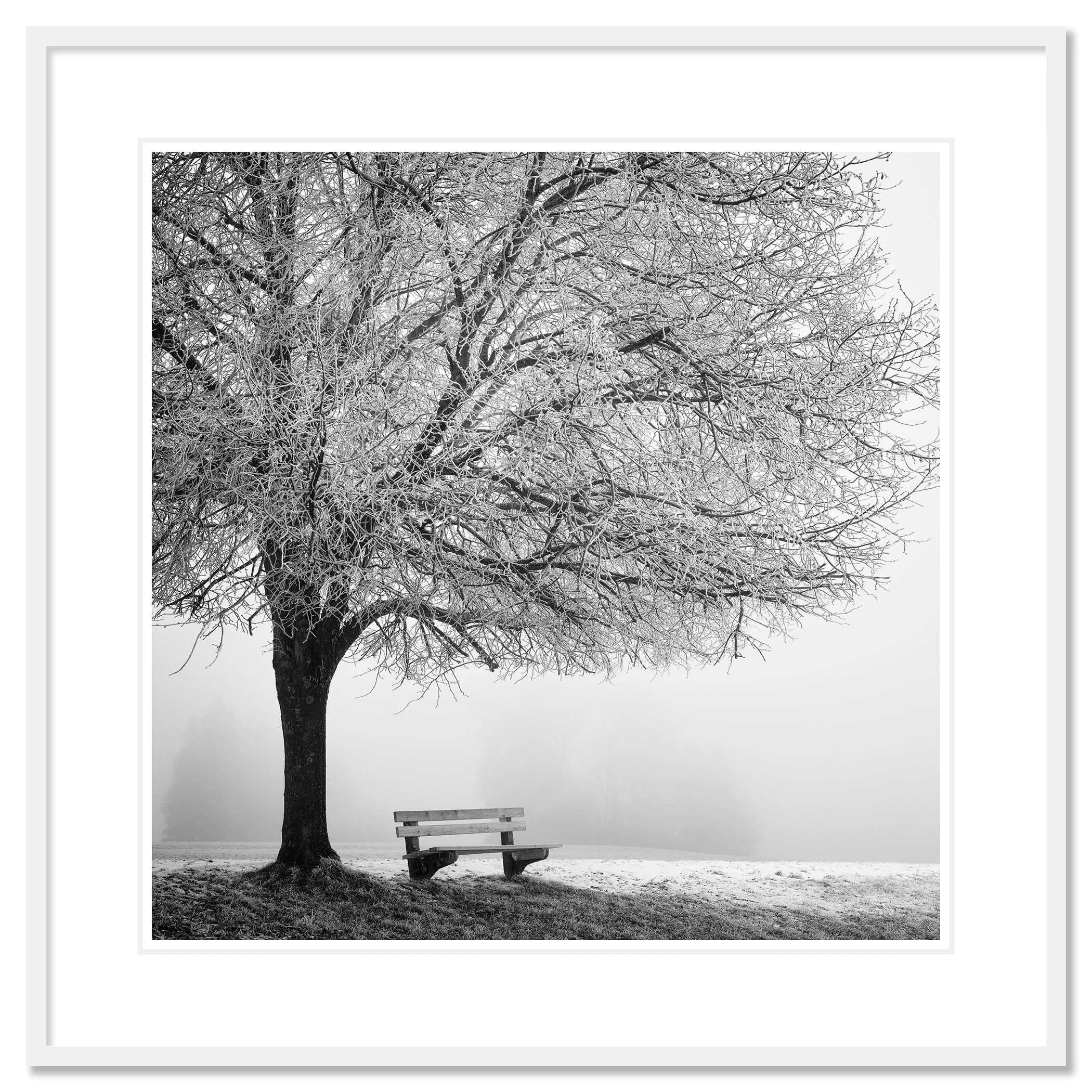 Cold Foggy Winter Morning Study 1, frost-covered tree and bench, white aluminium frame with white mount by Gerald Berghammer.