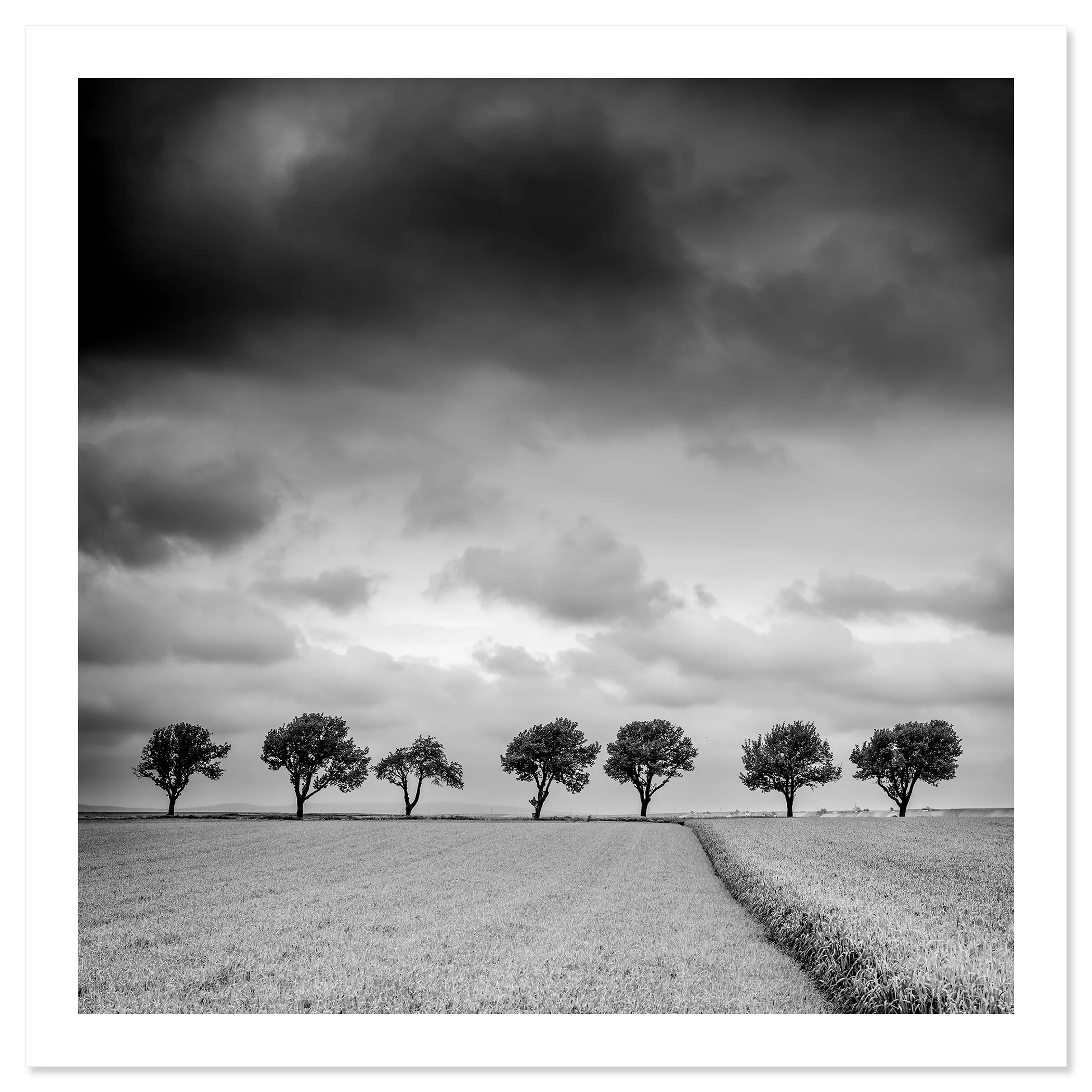 Trees at the Edge of a Field, Study 1 – black-and-white archival pigment print with a white border. Photo by Gerald Berghammer.