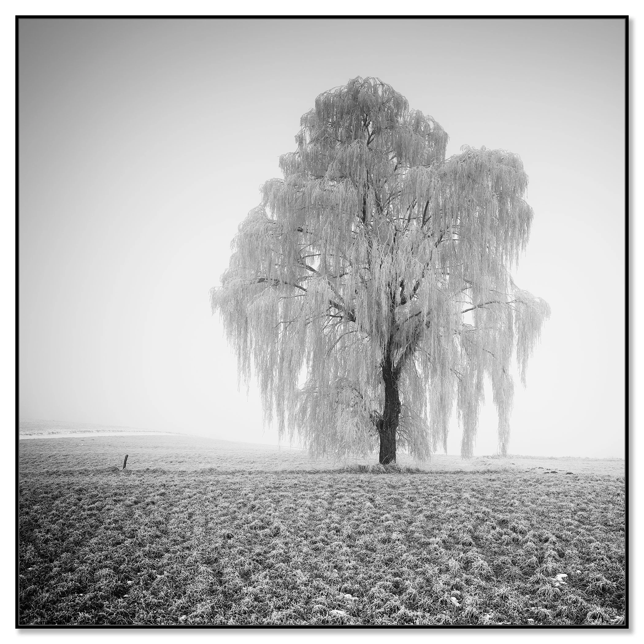 Willow tree coated in snow and ice in a snowy field on a foggy winter day – framed ArtBox black