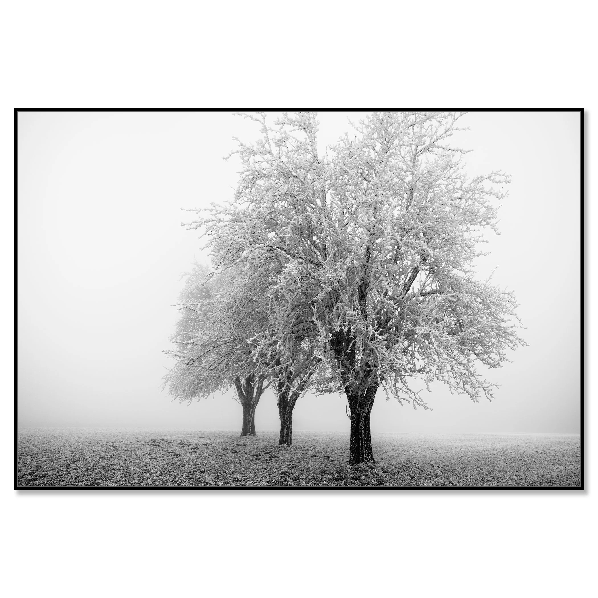 Frozen Apple Trees Study 3 mounted on aluminium Dibond in a black ArtBox frame by Gerald Berghammer.