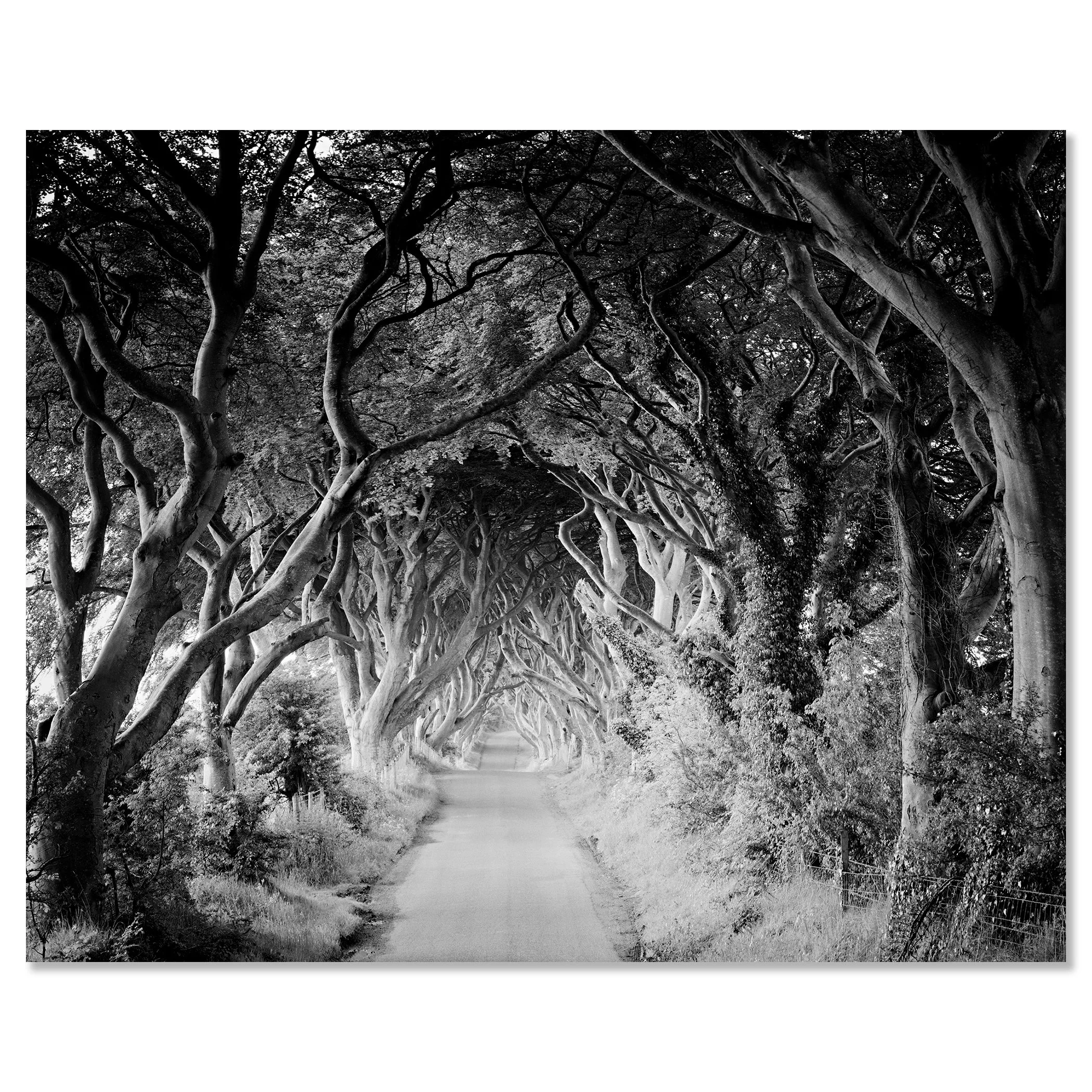 The Dark Hedges Study 3 by Gerald Berghammer mounted as a frameless black-and-white artwork on aluminium Dibond.