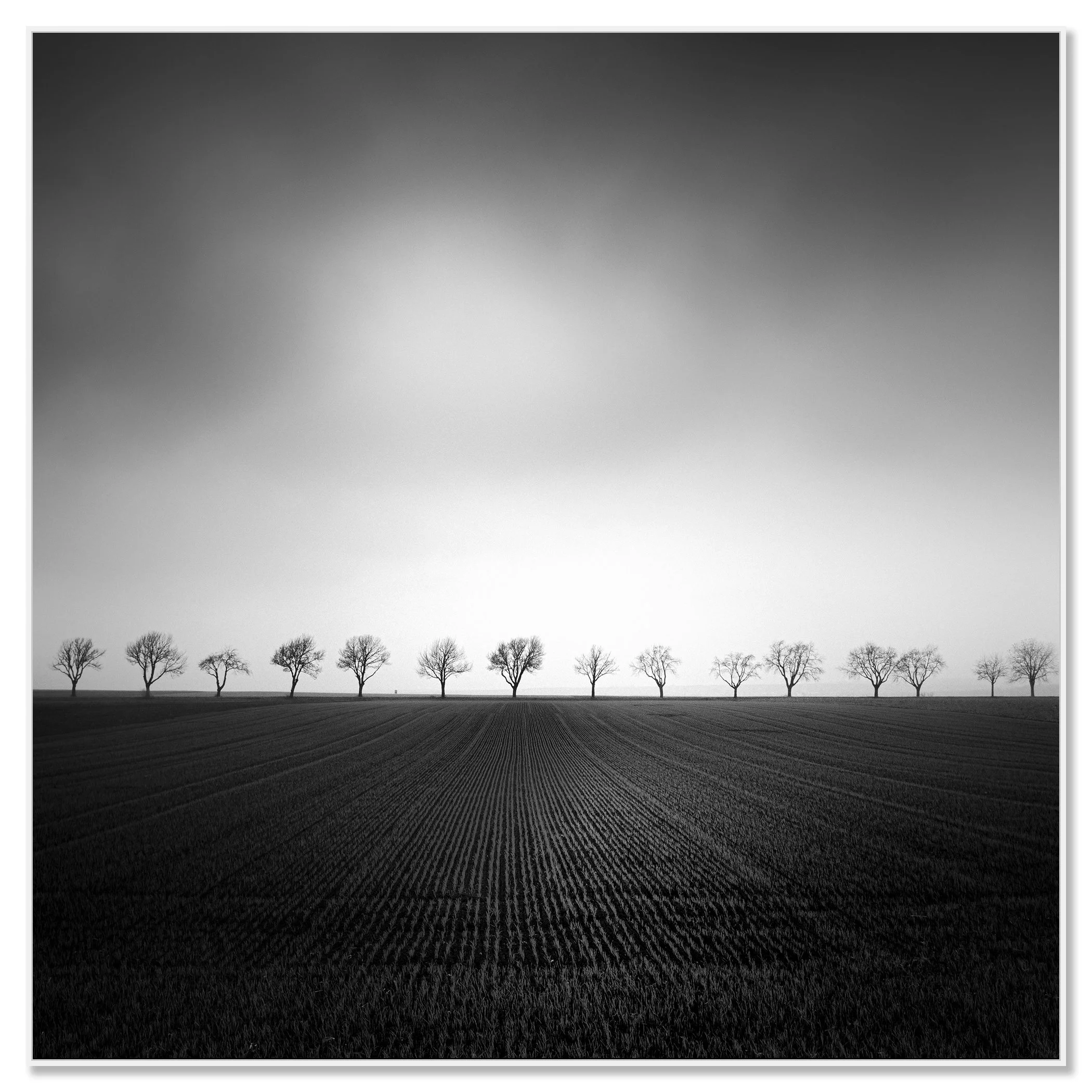 Cherry Tree Avenue, Study 2 – black-and-white ChromaLuxe print in a white aluminium ArtBox. Photo by Gerald Berghammer.