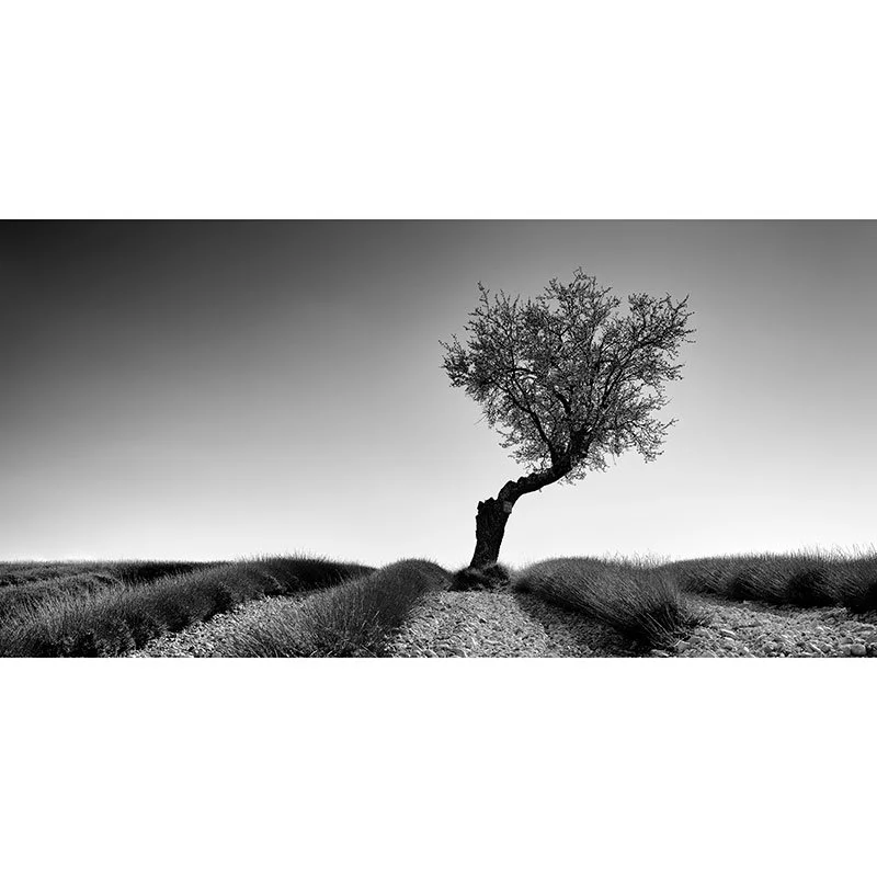 Lavender Field with Tree Panorama Study 1 – France | Gerald Berghammer