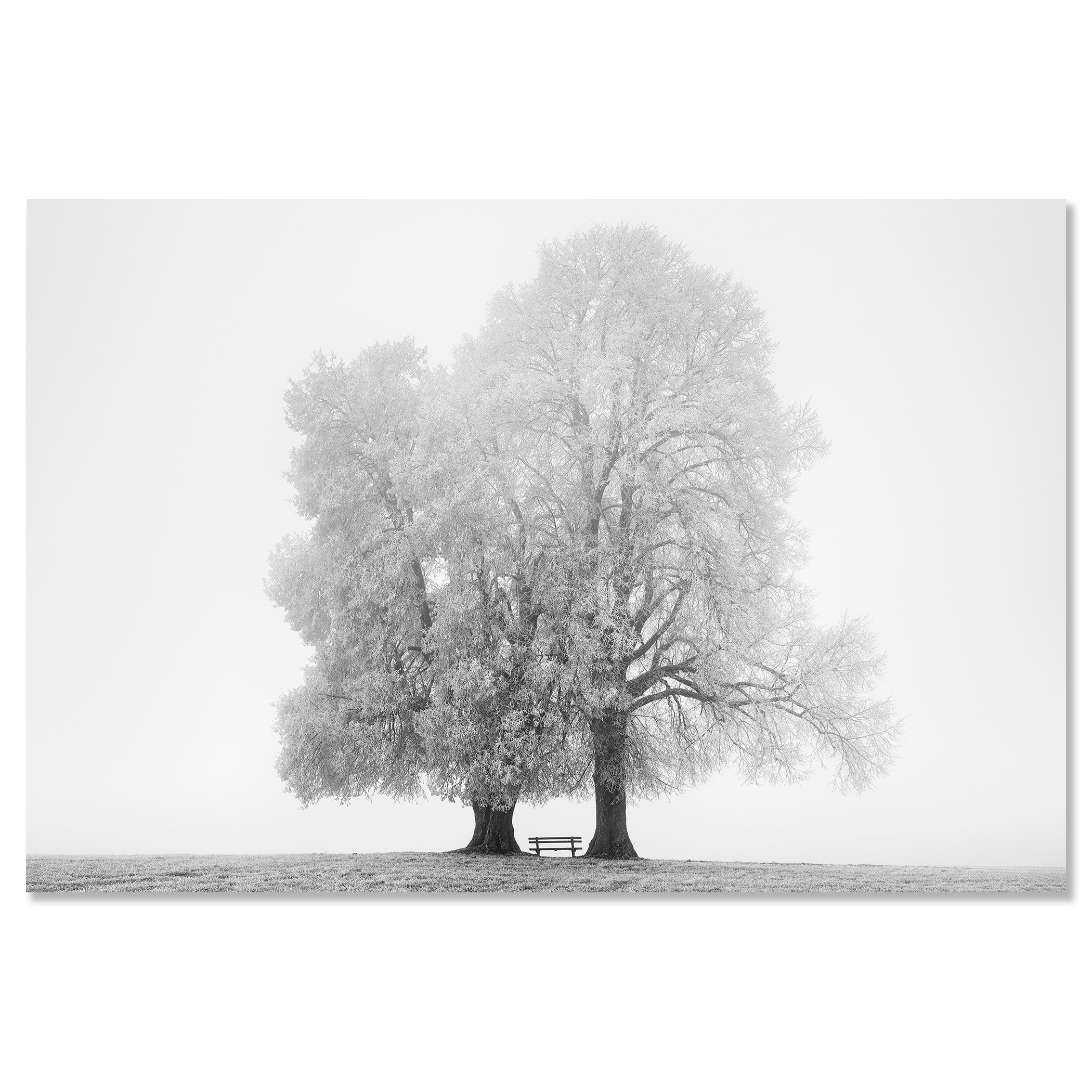 Gerald Berghammer - Black and white snow landscape photography. Two large, leafless trees with a small bench between them on a grassy field. Chromaluxe frameless