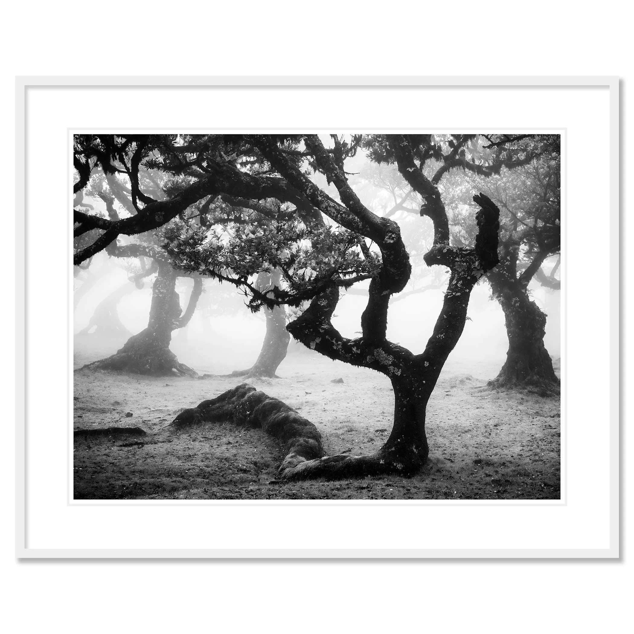 Ancient Laurisilva Forest, Study 13 – archival pigment print with white mount in a white aluminium frame by Gerald Berghammer.