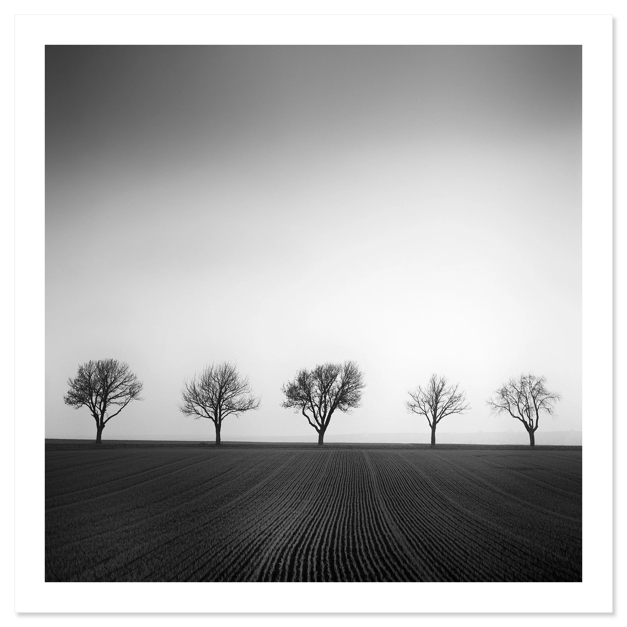 Cherry Tree Avenue, Study 1 – black-and-white fine art print on Hahnemühle Photo Rag Baryta by Gerald Berghammer.