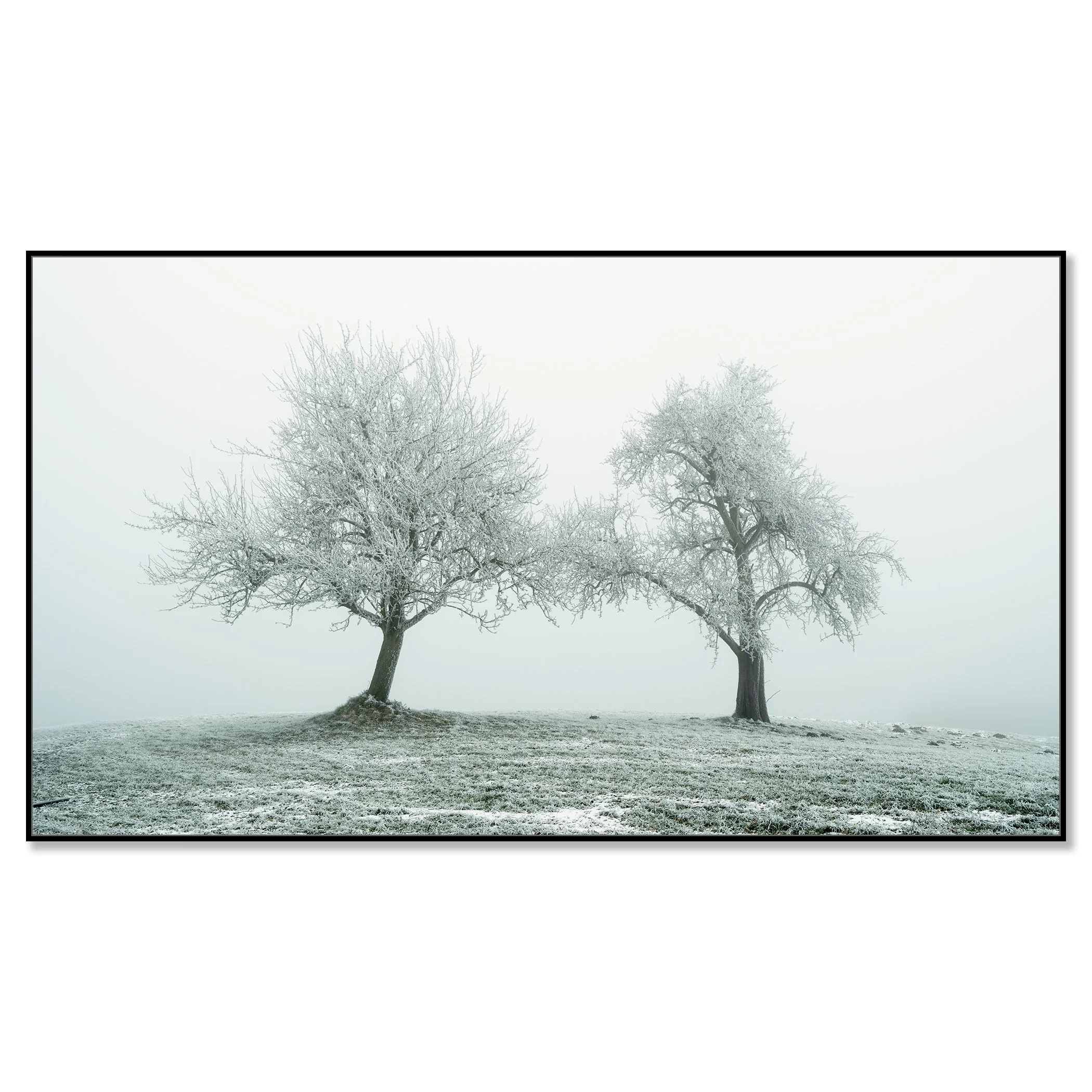 Gerald Berghammer - Black and white panorama photography. Two leafless trees covered in snow on a snowy grassy hill in a foggy landscape. Chromaluxe framed black