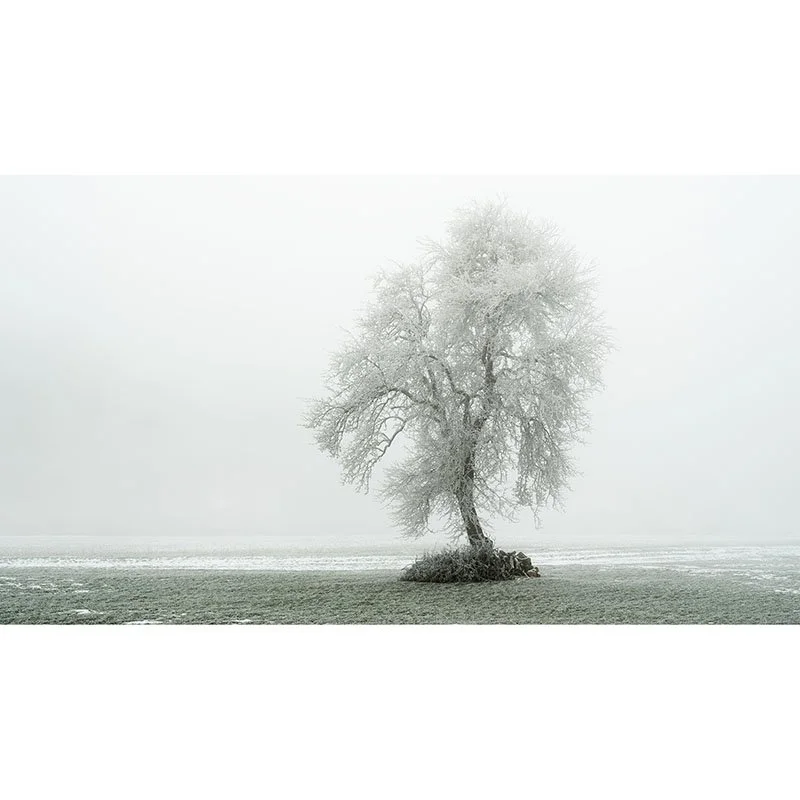 Gerald Berghammer - Tree with Hoar Frost Panorama Study 1, Austria