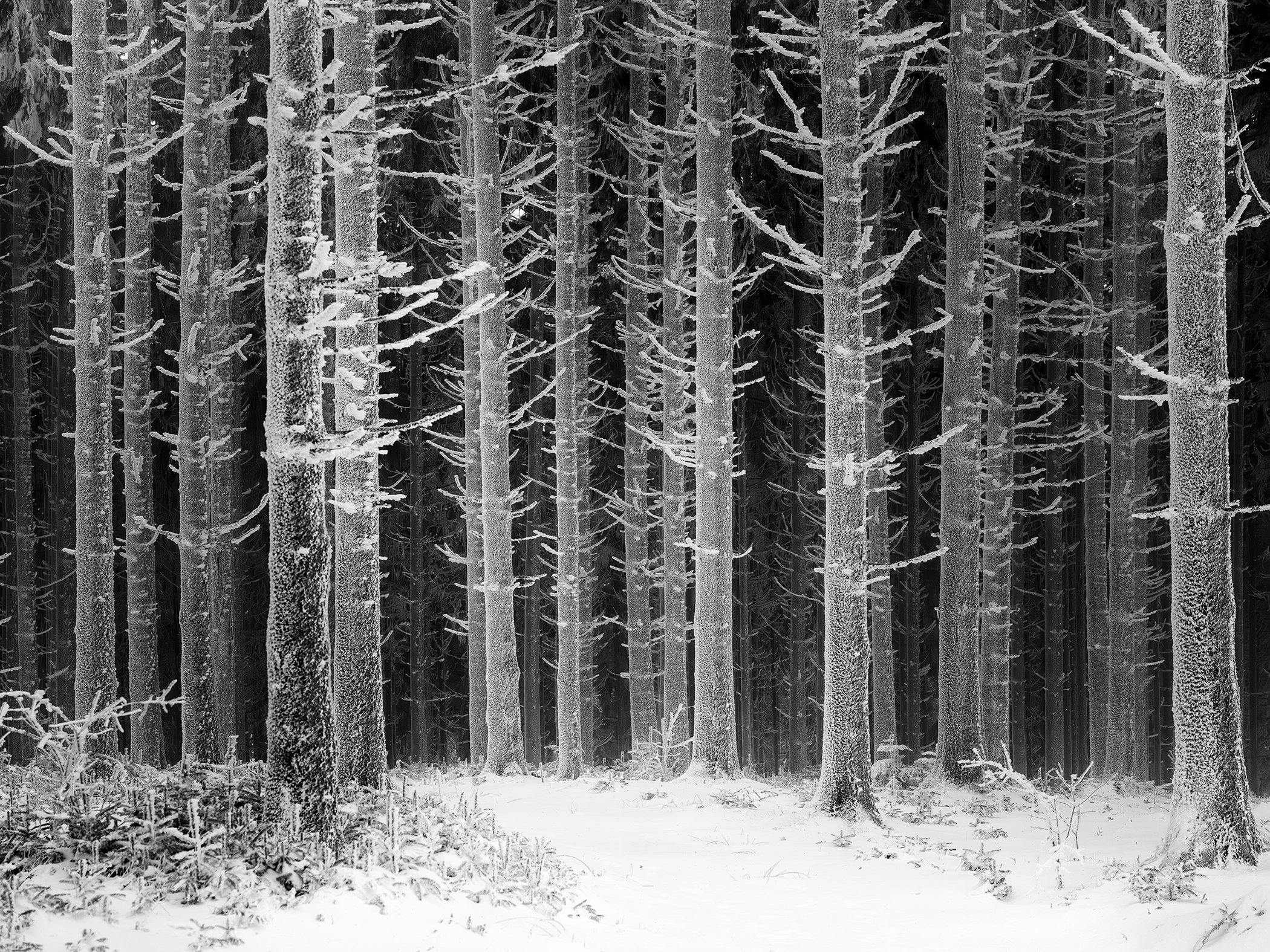 Full view of Path Through the Frosted Forest, a black-and-white Austrian winter landscape by Gerald Berghammer.