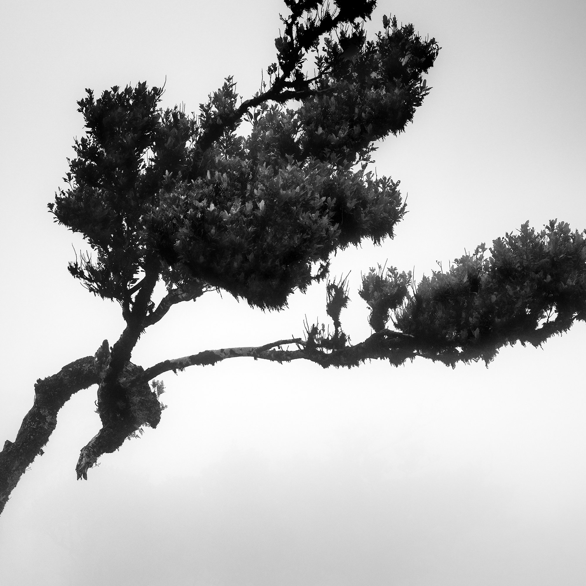 Close-up of twisted laurel branches and dark foliage against soft mist in Deer in Fairy Forest Study 1 by Gerald Berghammer.