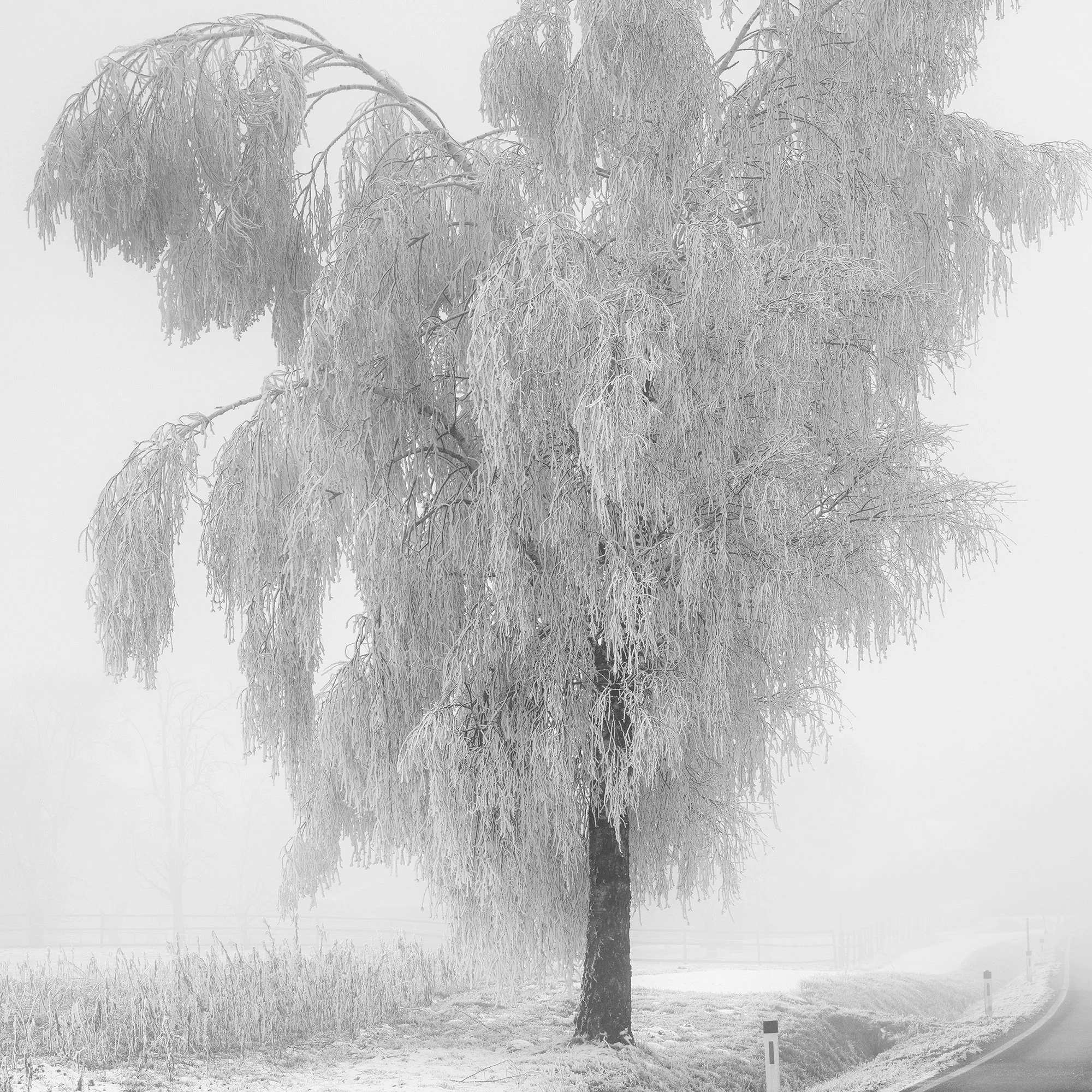 Detail of the dark curving country road contrasting with the pale, misty winter landscape in Frozen Birch Tree Study 2 by Gerald Berghammer.