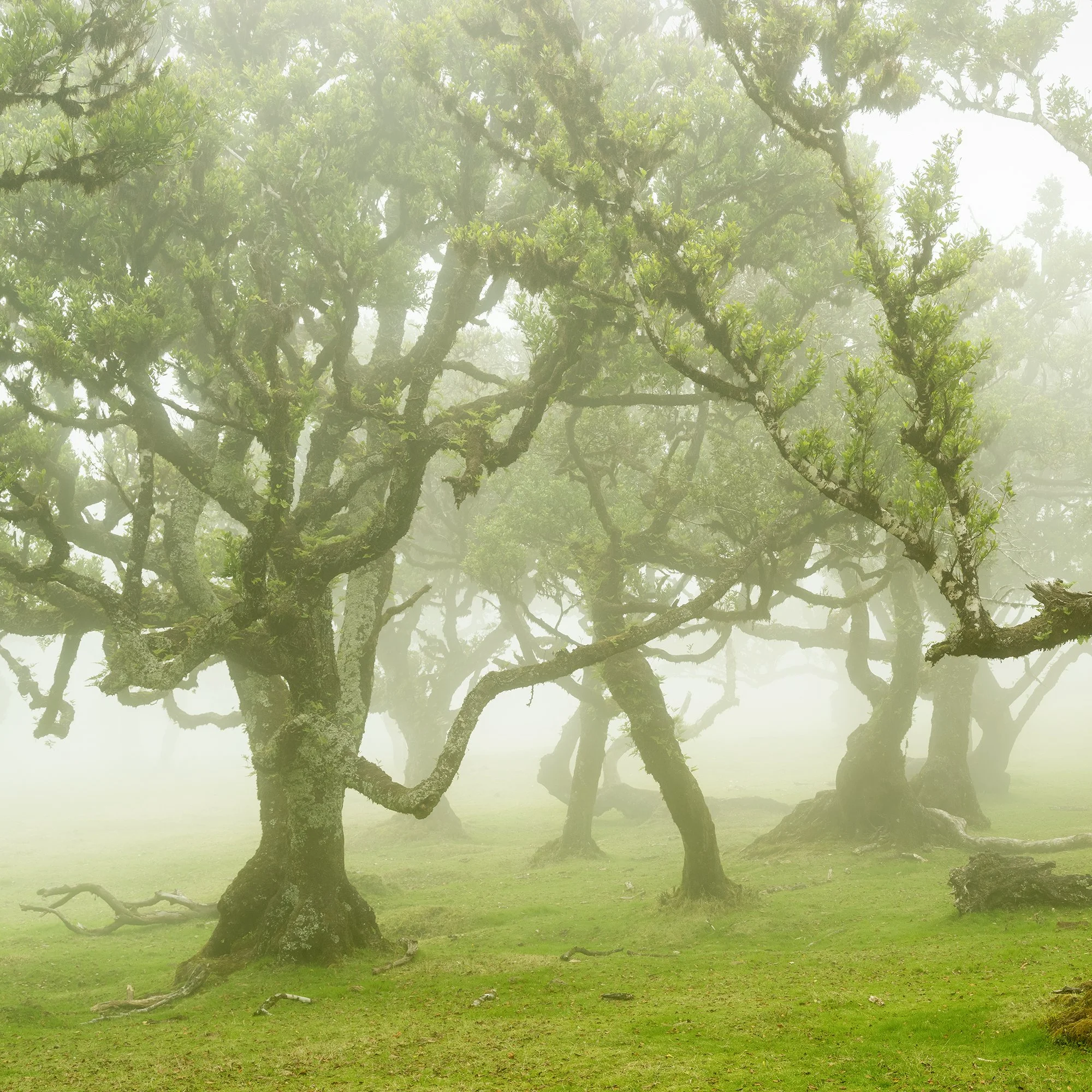 © 2021 Gerald Berghammer - A foggy forest of ancient, twisted trees with vibrant green leaves and moss-covered trunks. Print detail 1