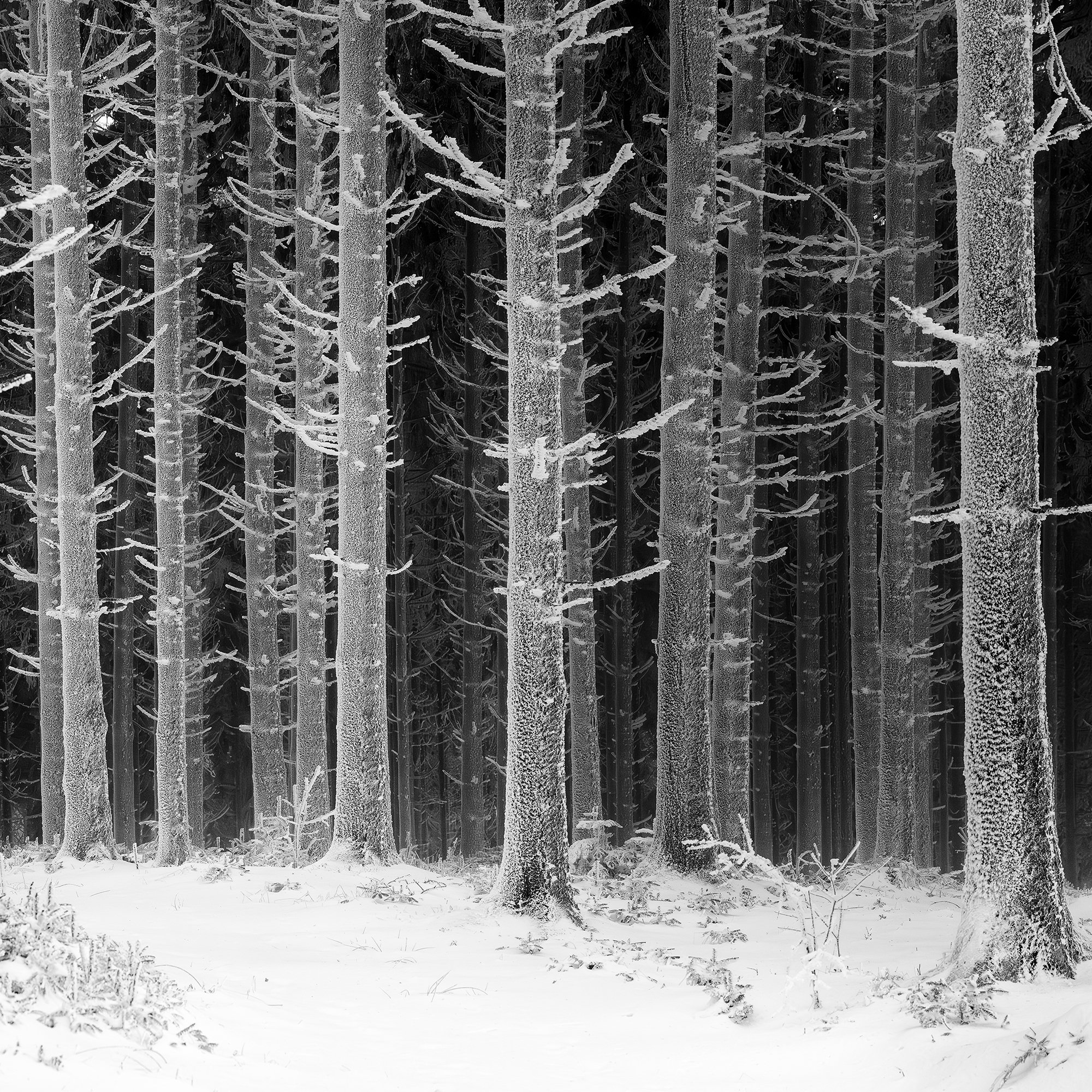 Cropped view of a snow-covered path leading through dense frost-coated woodland in Austria, by Gerald Berghammer.