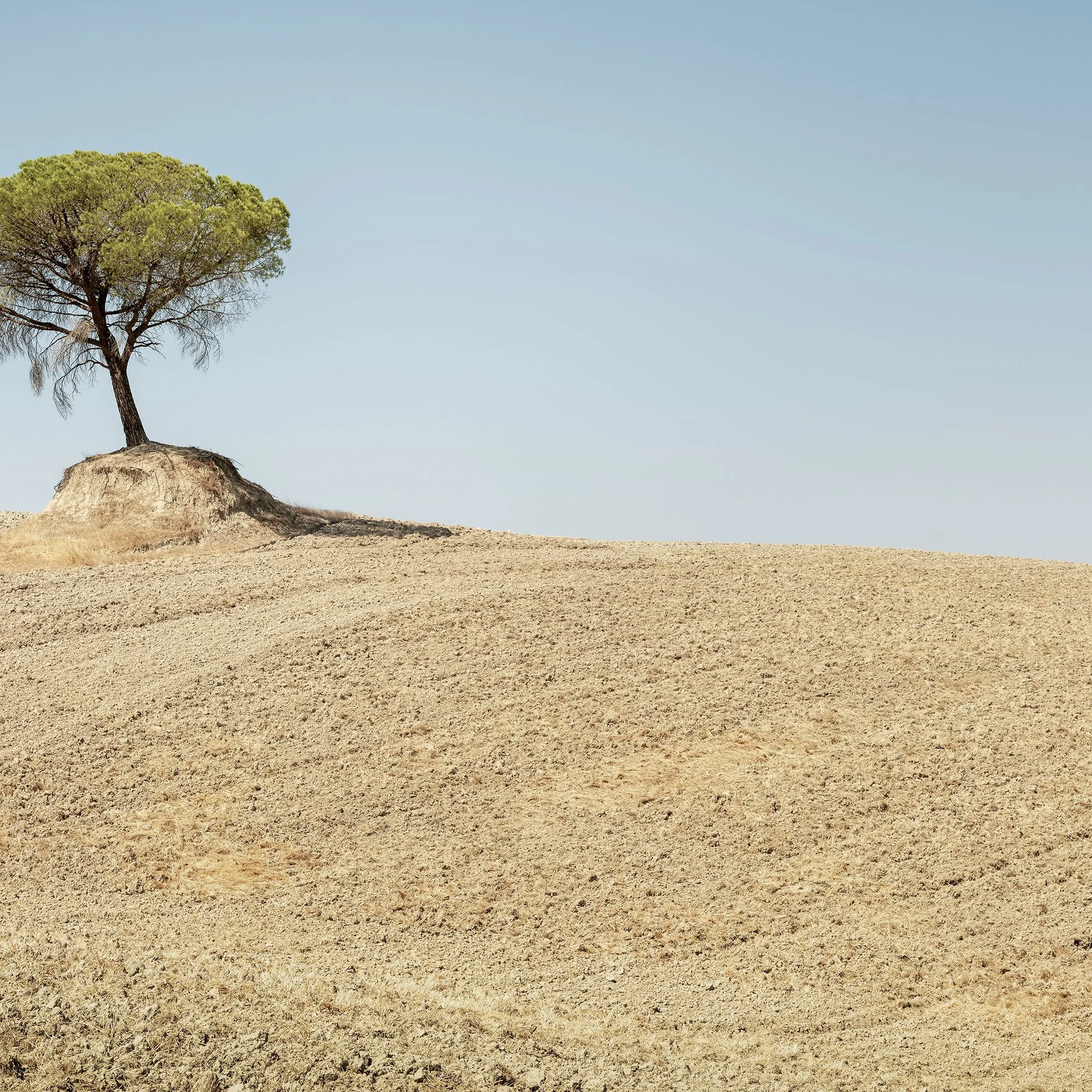 © 2021 Gerald Berghammer - Color Fine Art Landscape Photography. Single Italian Stone Pines on a small hill in a dry, barren landscape under a clear blue sky. Print detail 2