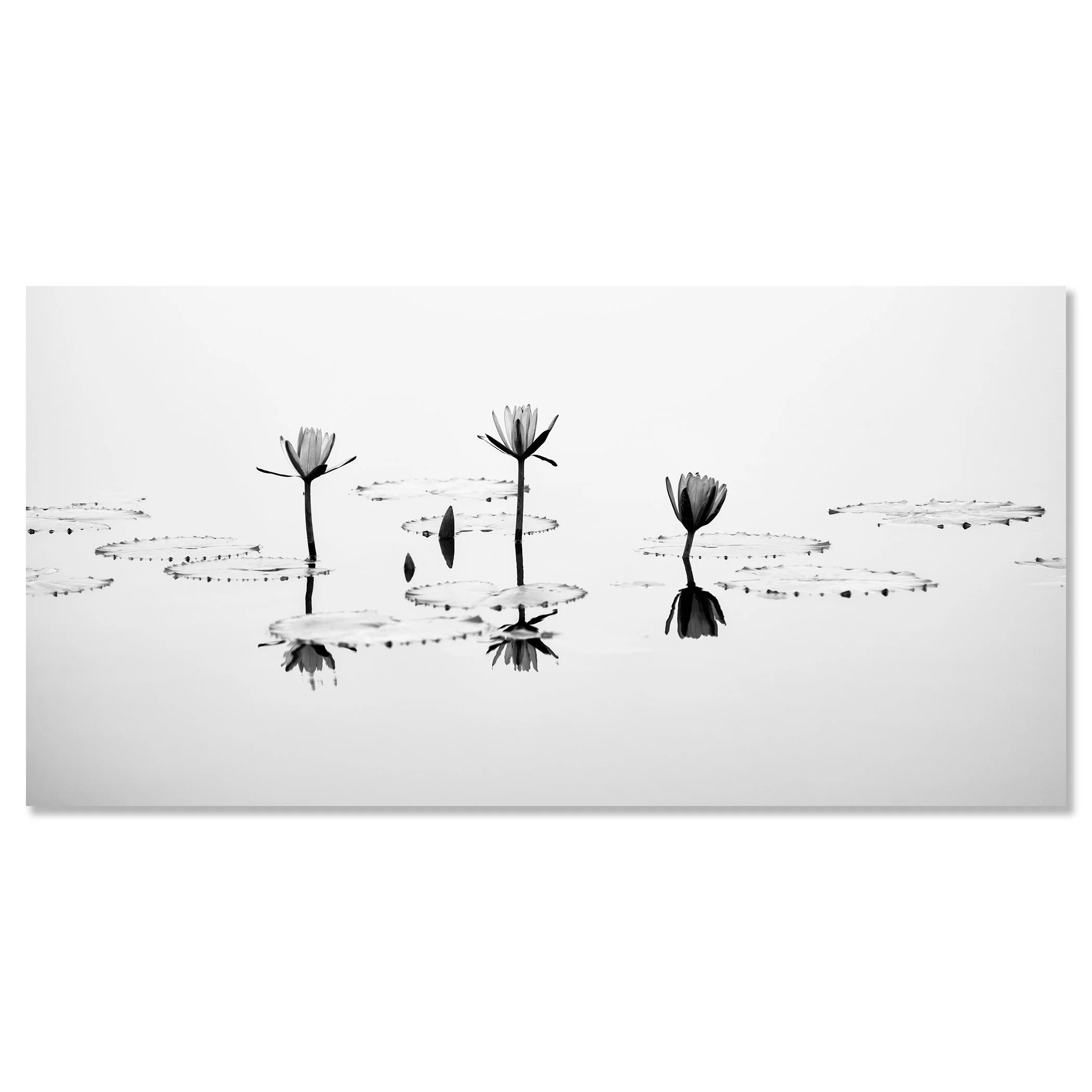 Fine art black and white image of lotus flowers on a tranquil lake surface – dibond frameless