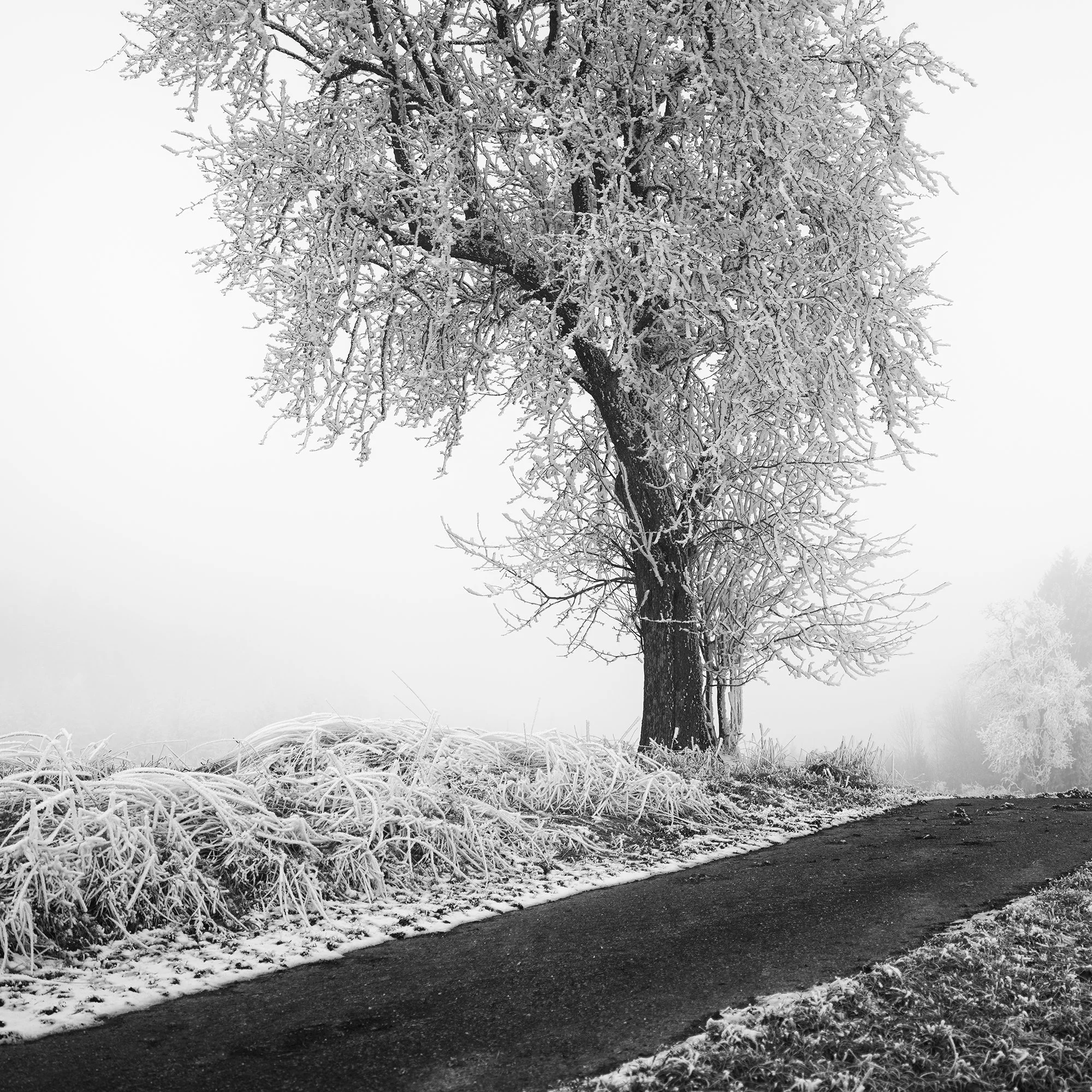 Frost-covered tree standing next to a narrow countryside road in thick fog, Detail 1
