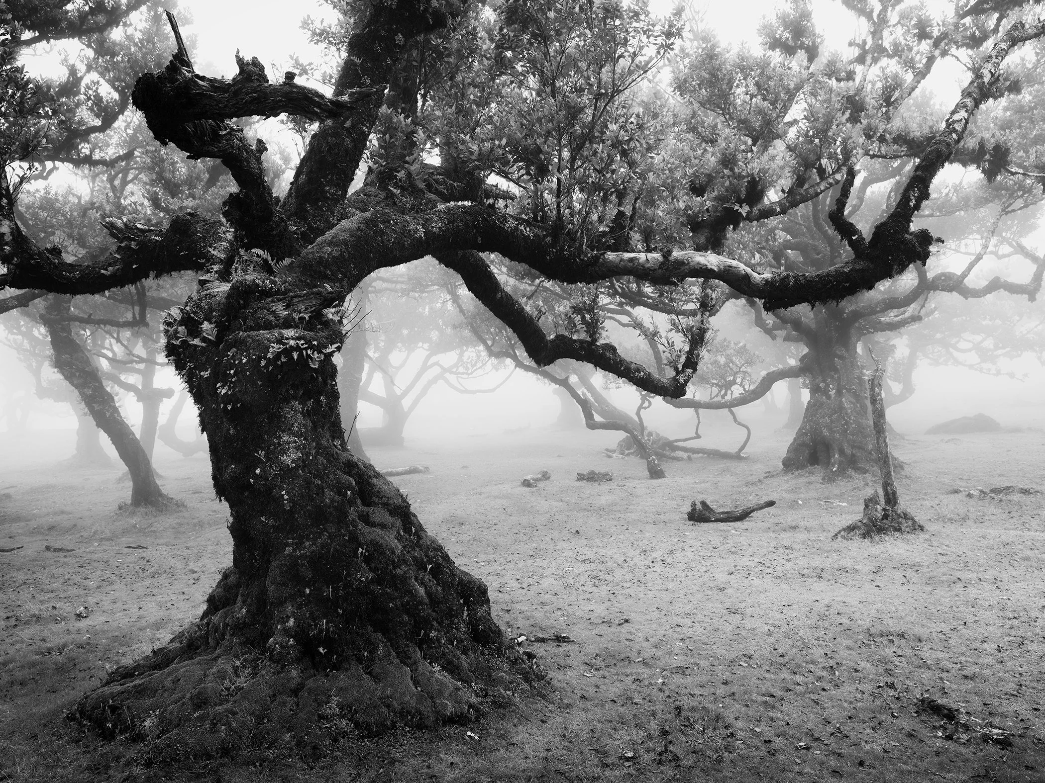 Ancient moss-covered Laurisilva trees surrounded by dense mist in Madeira, photographed in black and white by Gerald Berghammer.