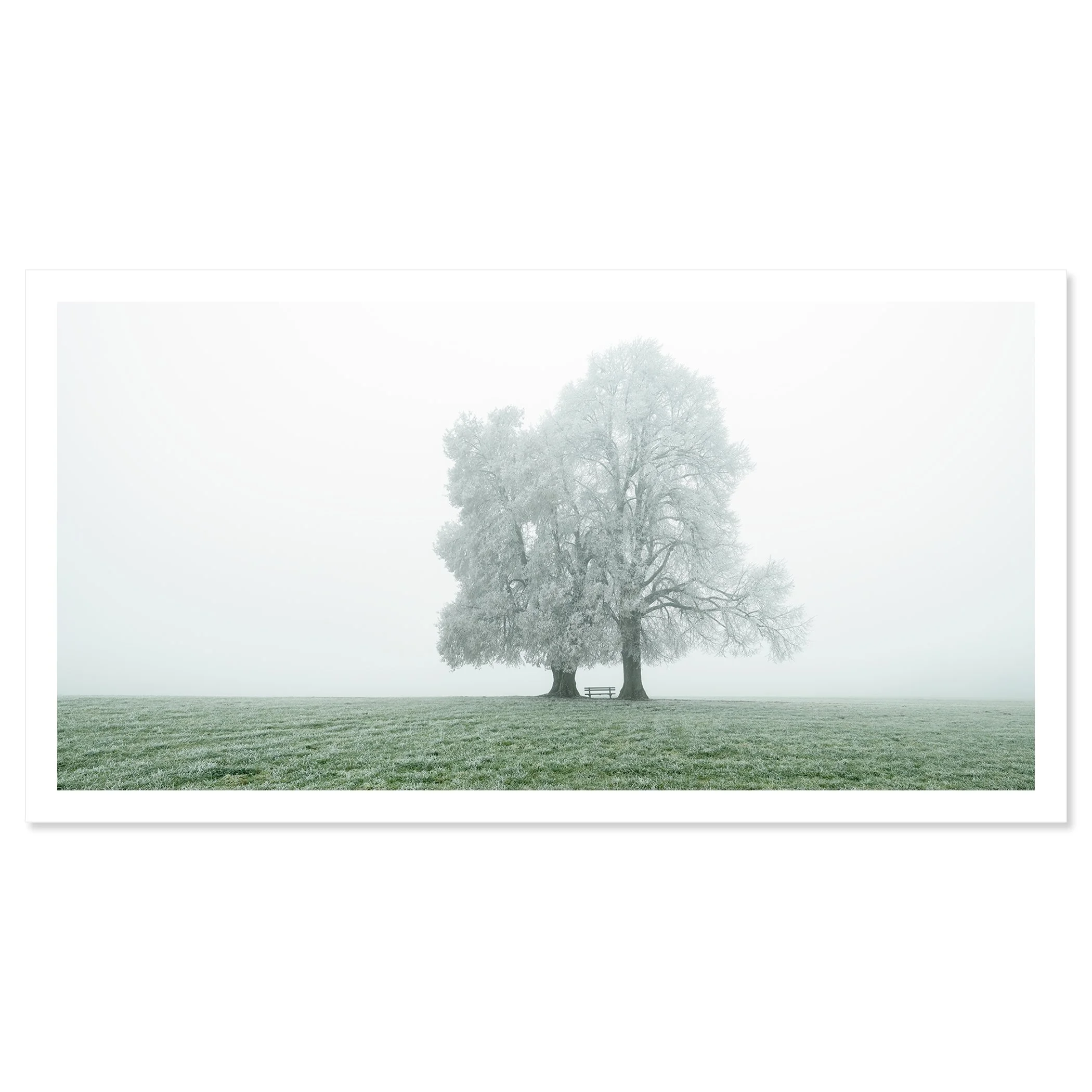 © 2025 Gerald Berghammer - Color panorama photography. Foggy landscape with two large frozen trees and a park bench underneath the trees, on a grassy field. Fine art print only