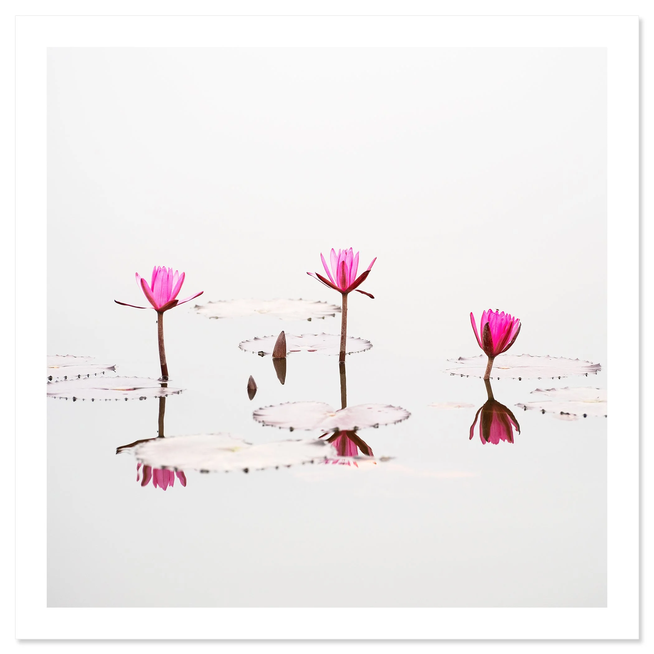 © 2025 Gerald Berghammer - Color waterscape photography. Three pink lotus flowers floating on a calm body of water with lily pads and reflections. Fine art print only