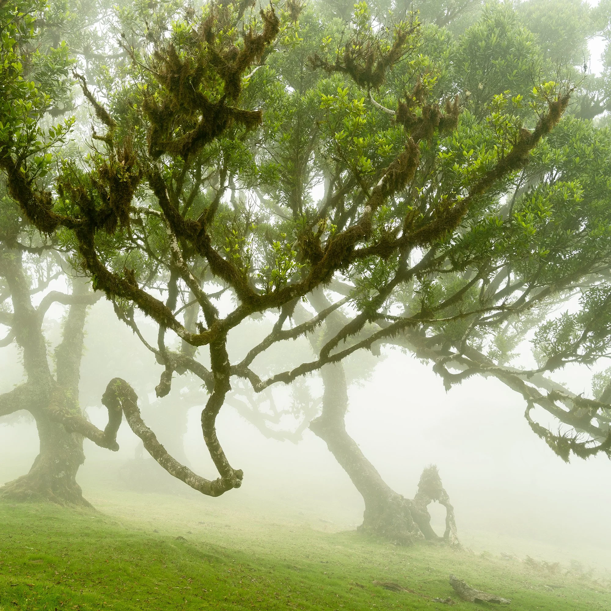 © 2021 Gerald Berghammer - Misty forest with large, moss-covered trees and lush green grass. Print detail 2