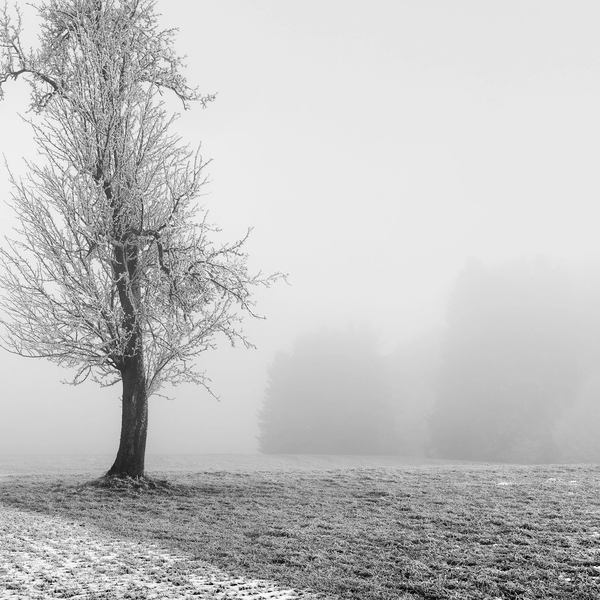Close-up of delicate hoarfrost and fine branch structures in Frozen Farmland Study 1, a minimalist fine art photograph by Gerald Berghammer.