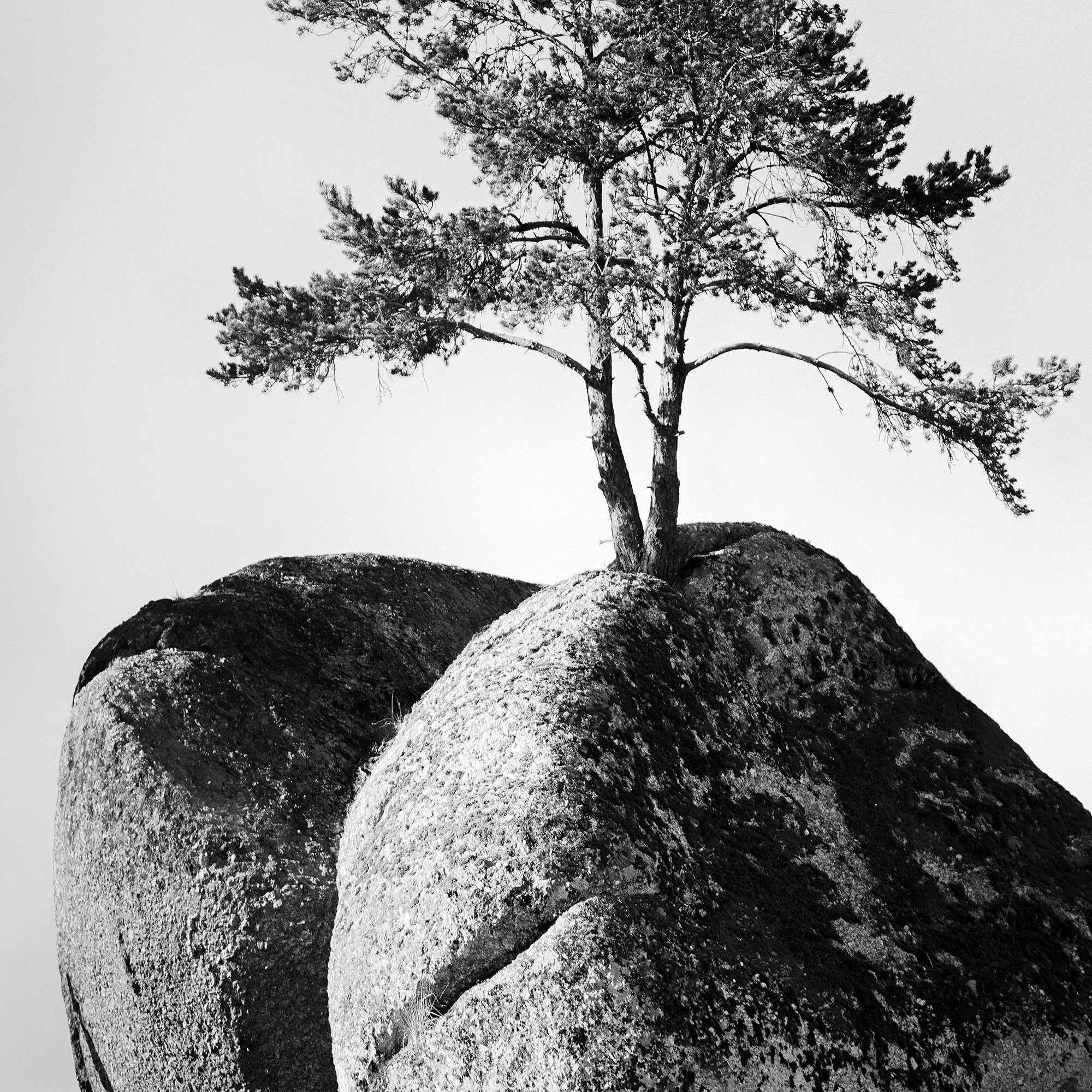 Close-up of the black-and-white fine art print Lonely Tree on the Rock by Gerald Berghammer.