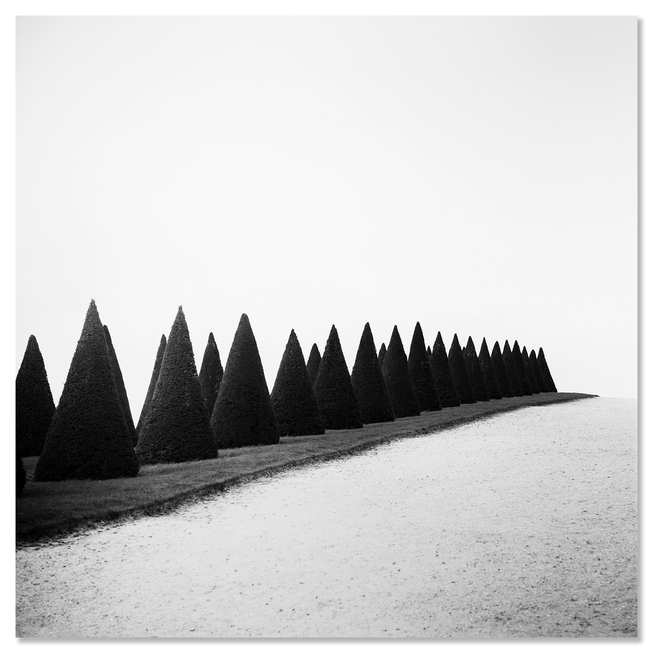 Hedges, Study 1 – frameless black-and-white photograph mounted on aluminium Dibond, Versailles, France.