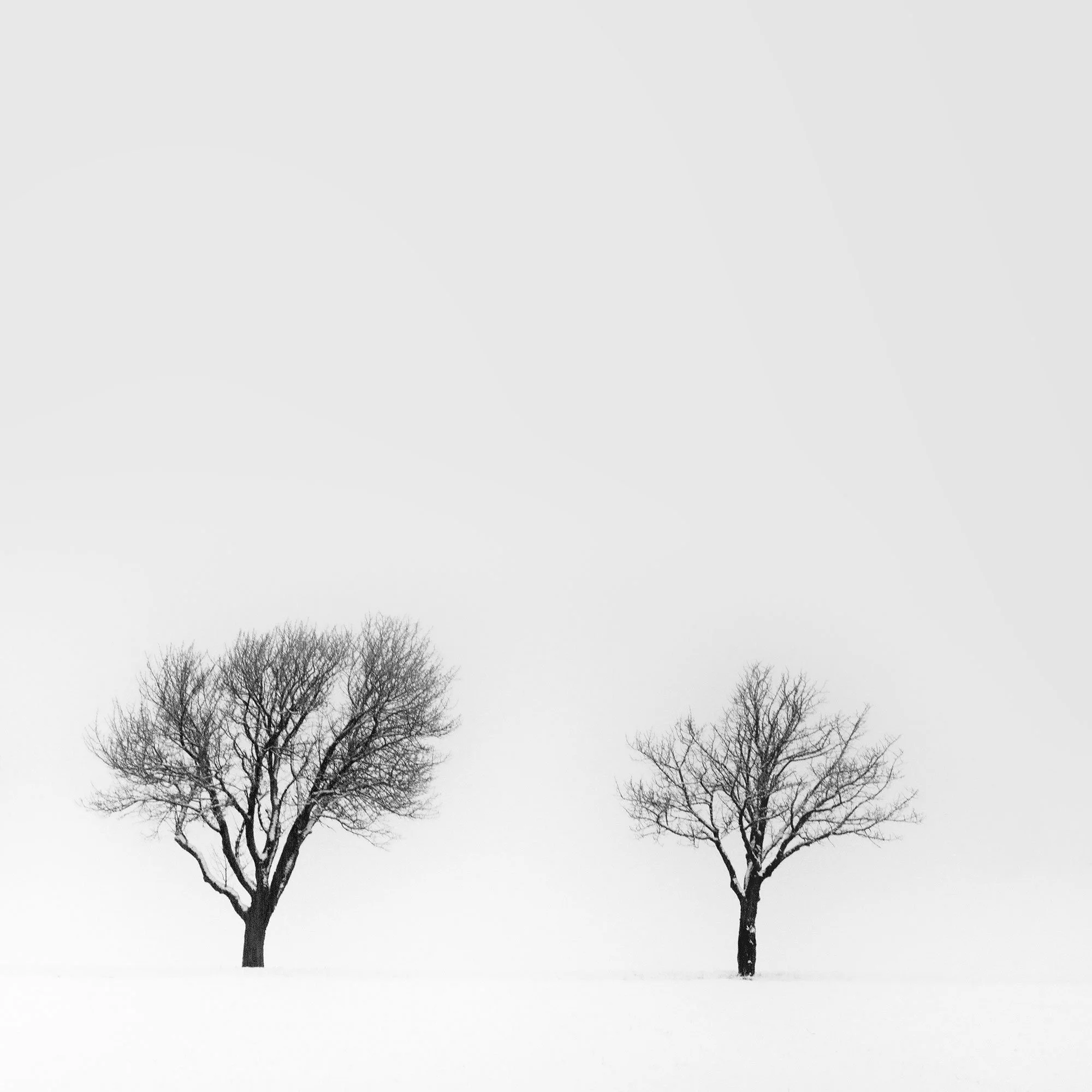 Three bare trees in a snowy field on a misty winter morning in Austria – cropped view
