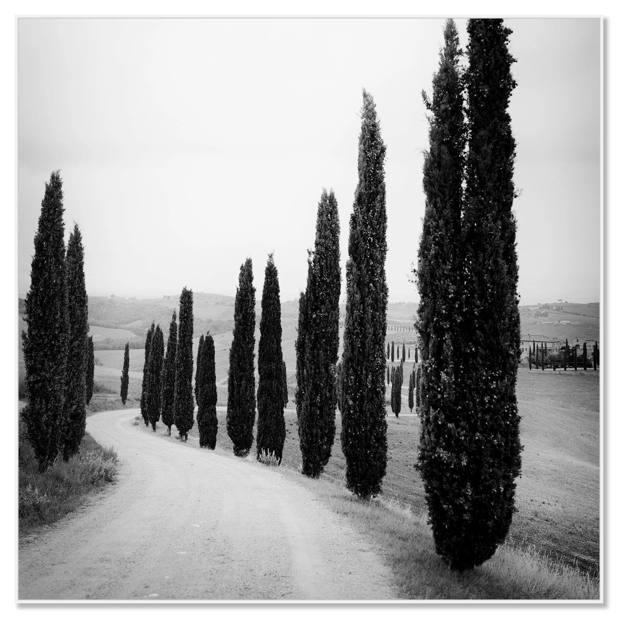 Black and white image of cypress trees along a country lane in Tuscany, Italy – framed ArtBox white