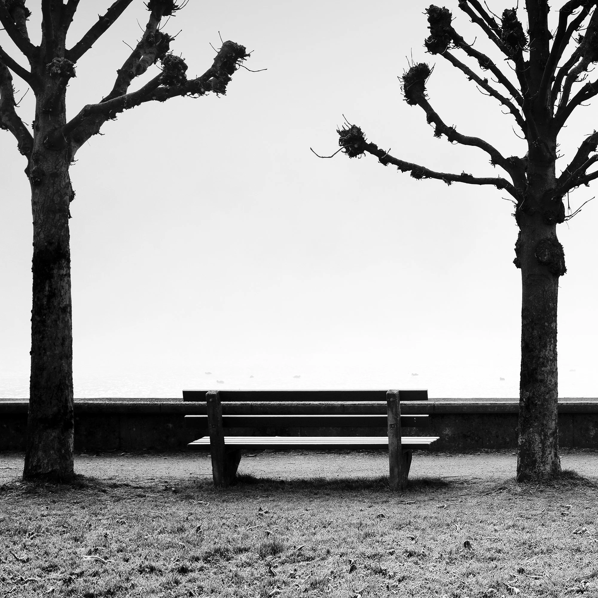 Detail of Esplanade with Chestnut Trees by Gerald Berghammer, showing chestnut trees, benches and the misty Lake Traunsee landscape.