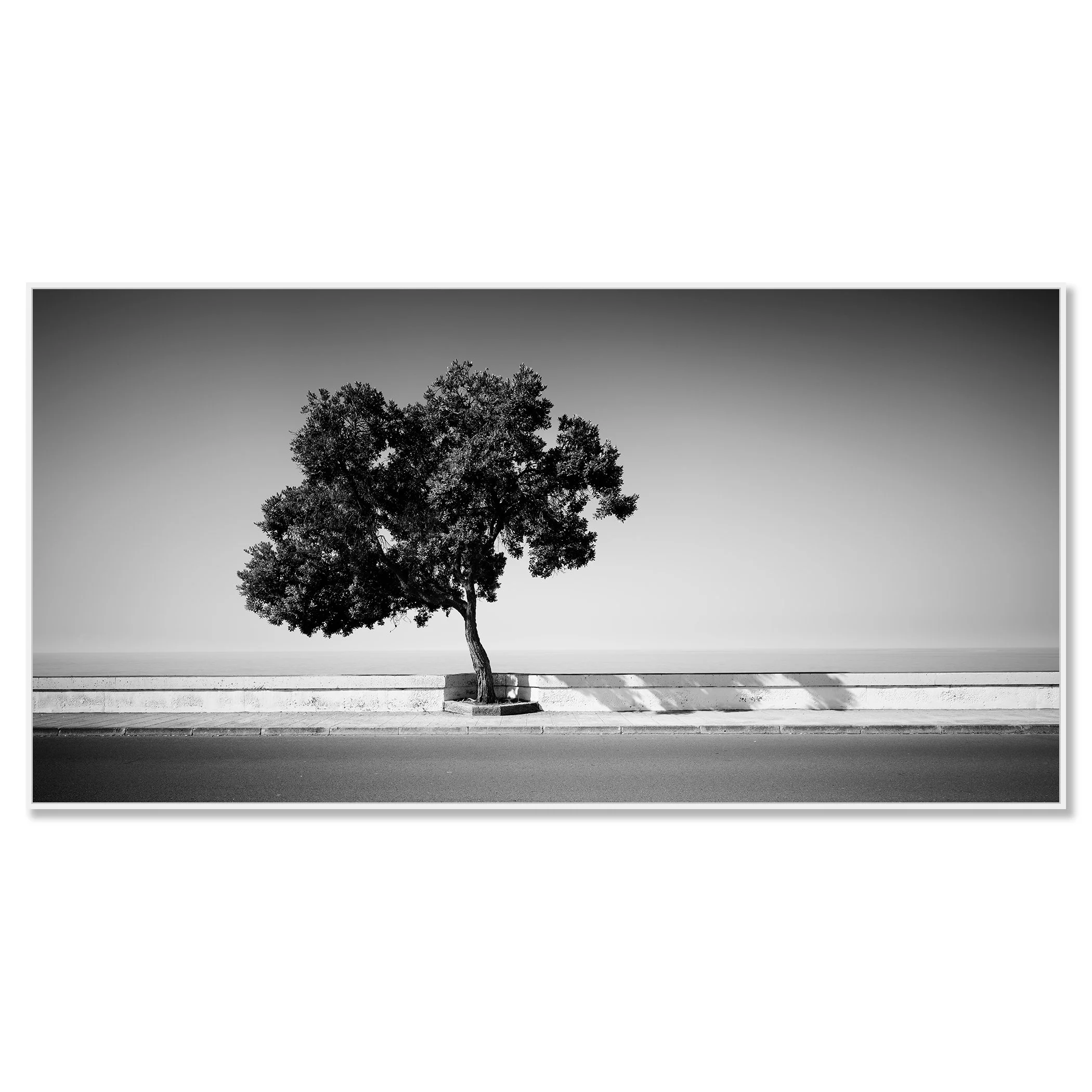 Tree by the Waterfront by Gerald Berghammer, black-and-white fine art photograph from Madeira mounted on aluminium Dibond in a white ArtBox frame.