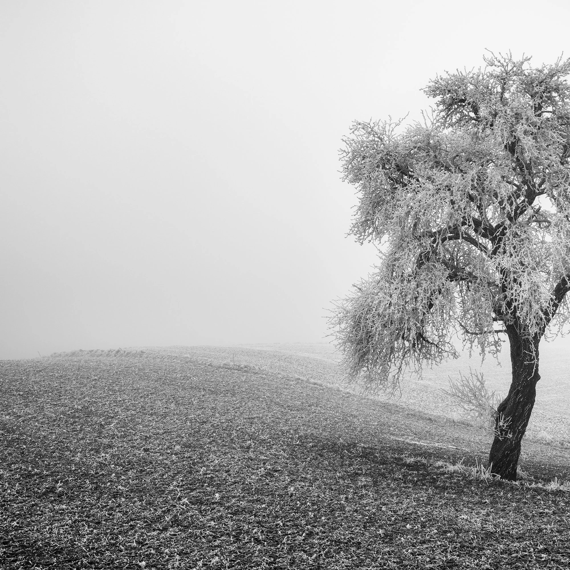 Tree in Frozen Field Panorama Study 1 – detail of a frost-covered solitary tree in an Austrian winter landscape by Gerald Berghammer.