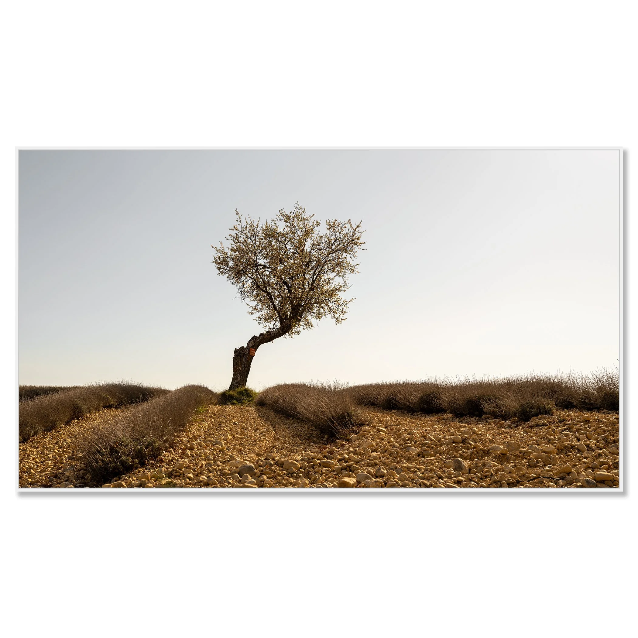 Lavender Field with Tree, Study 1 – colour Dibond print presented in a white aluminium ArtBox frame.