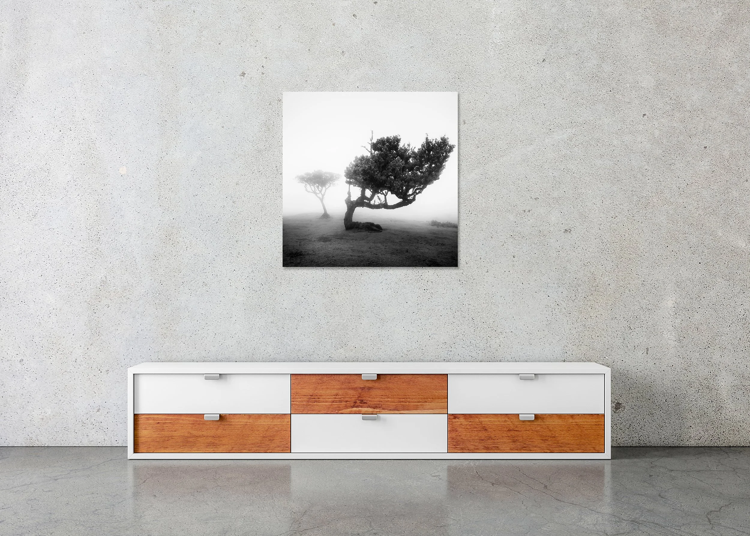Ancient Laurel Cloud Forest Study 2 displayed in a minimalist interior as a frameless black-and-white Dibond print by Gerald Berghammer.