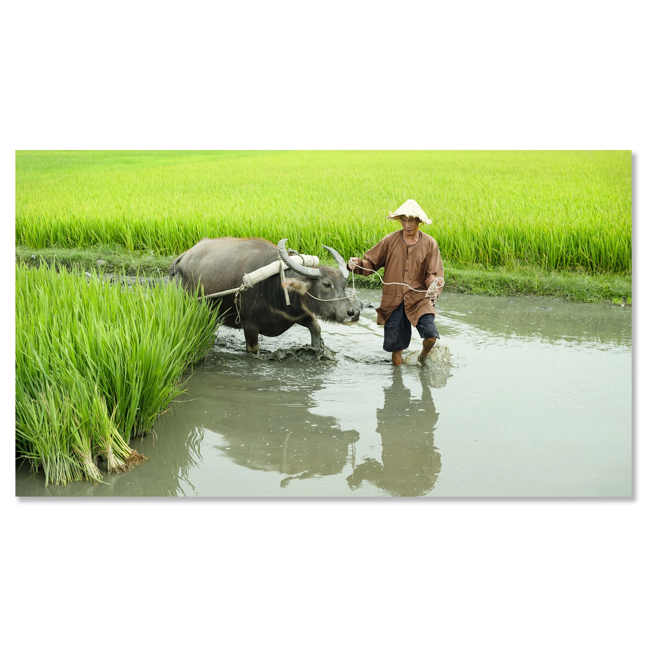 Rice Farmer with Water Buffalo displayed as a frameless colour photograph mounted on aluminium Dibond by Gerald Berghammer.