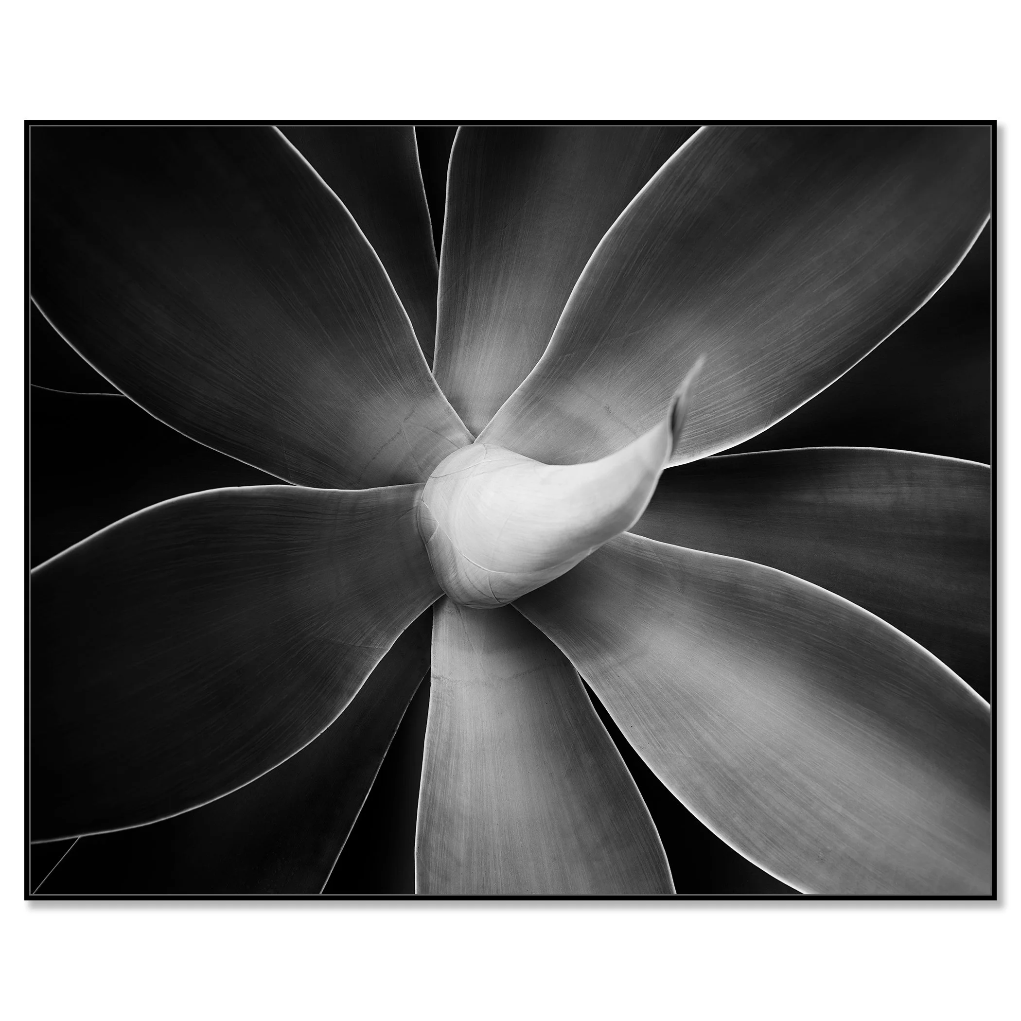 Abstract black-and-white macro photograph of a flower with layered petals and soft tonal gradients – framed ArtBox black