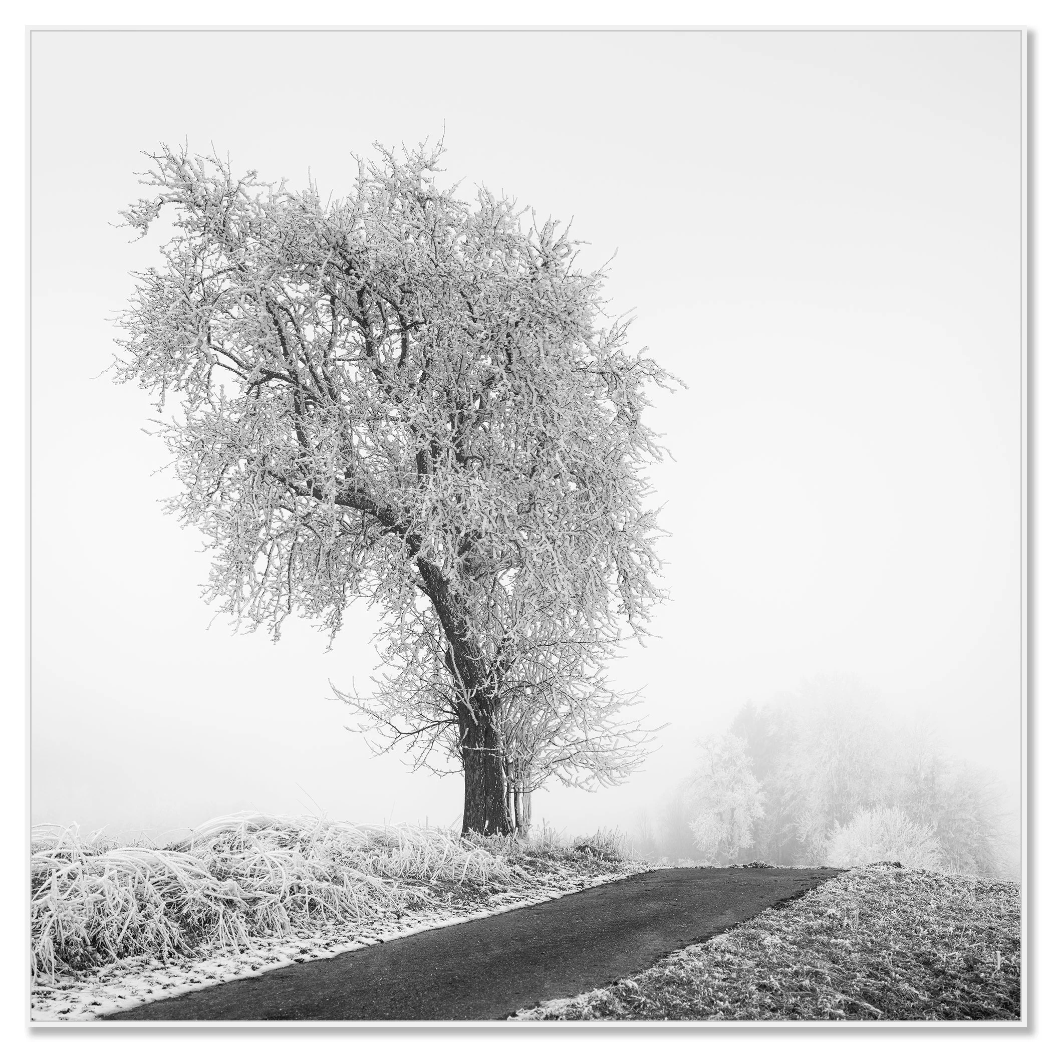 Frozen Farmland Study 3 by Gerald Berghammer, minimalist winter tree photograph mounted on aluminium Dibond with a white ArtBox frame.