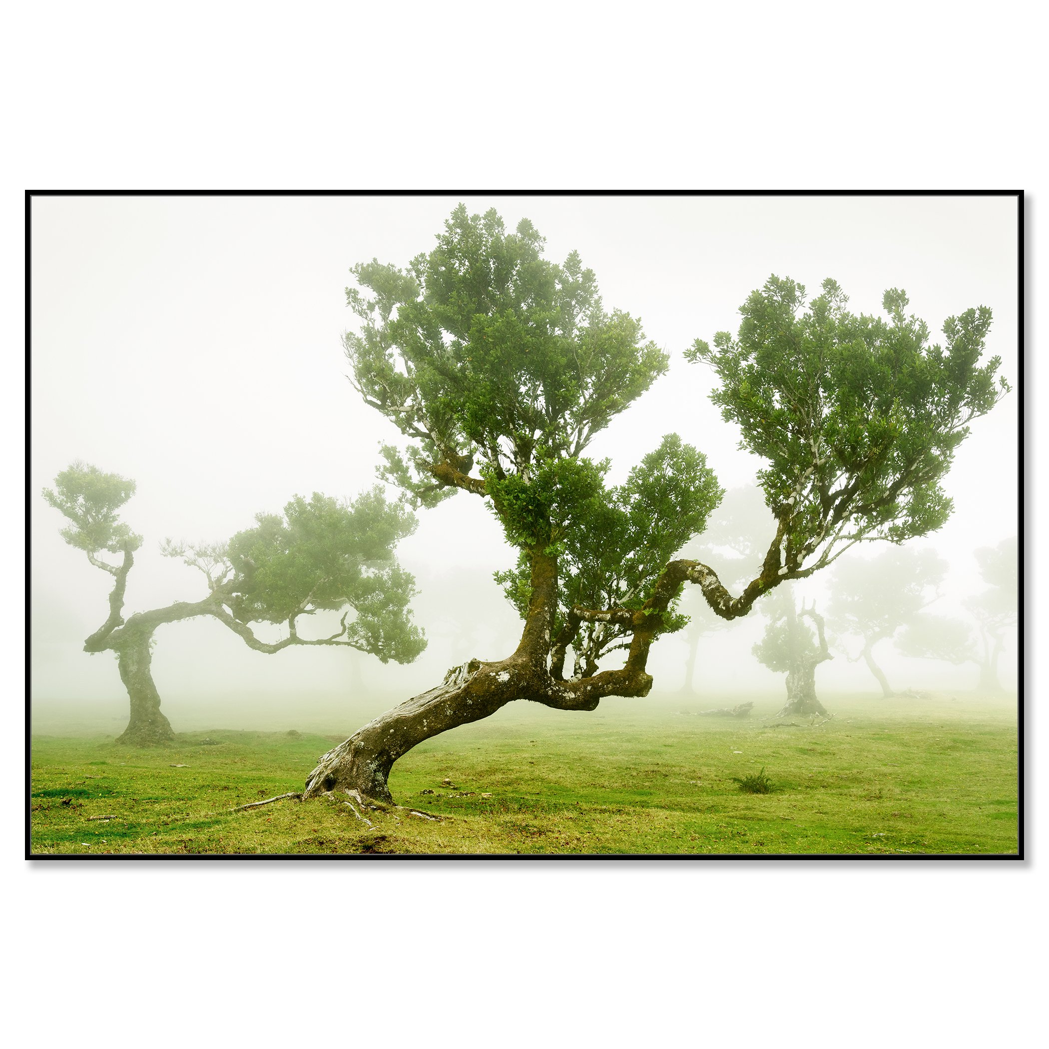 Wind-shaped trees in a green meadow wrapped in soft morning fog, creating a calm, atmospheric landscape – framed ArtBox black
