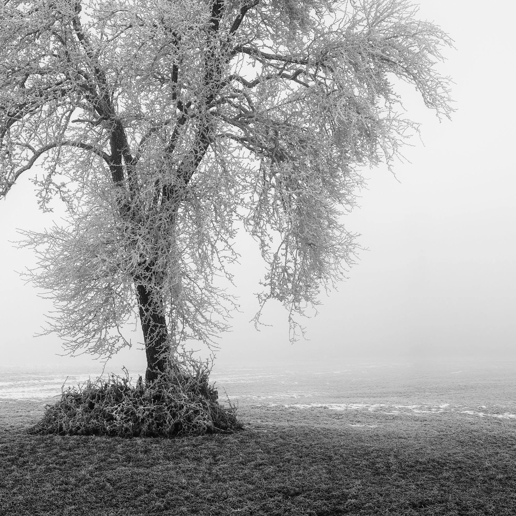 Close detail of the hoarfrost-covered tree against a misty Austrian winter landscape by Gerald Berghammer.