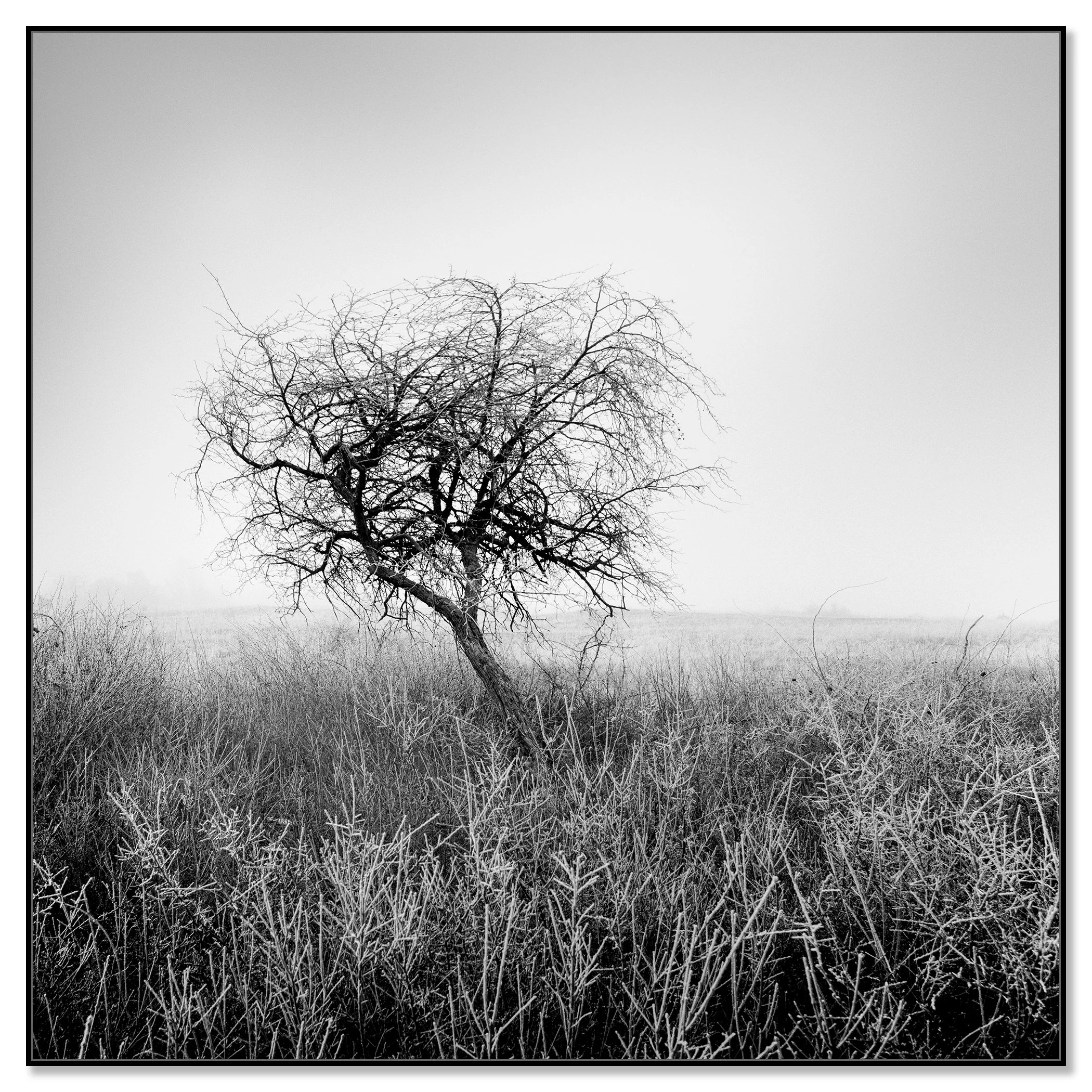 Tree in Hoarfrost Study 1 – Hungary, black-and-white photo print mounted on Dibond in a black aluminium ArtBox frame by Gerald Berghammer.