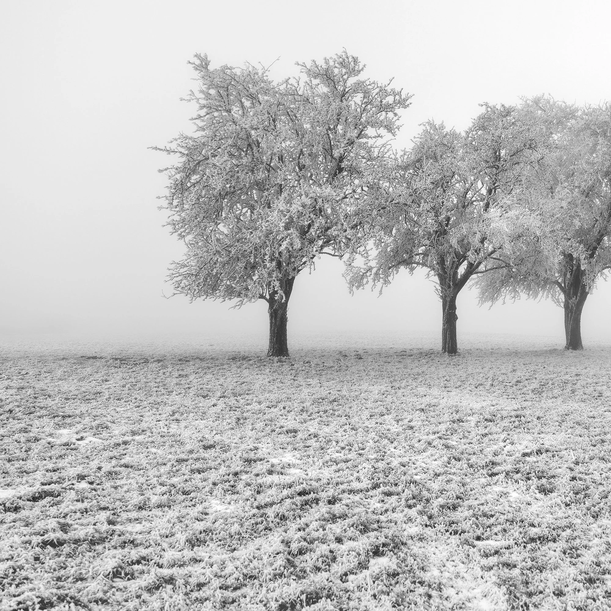 Close-up of delicate hoarfrost-covered apple tree branches in Frozen Apple Trees Study 1 by Gerald Berghammer.