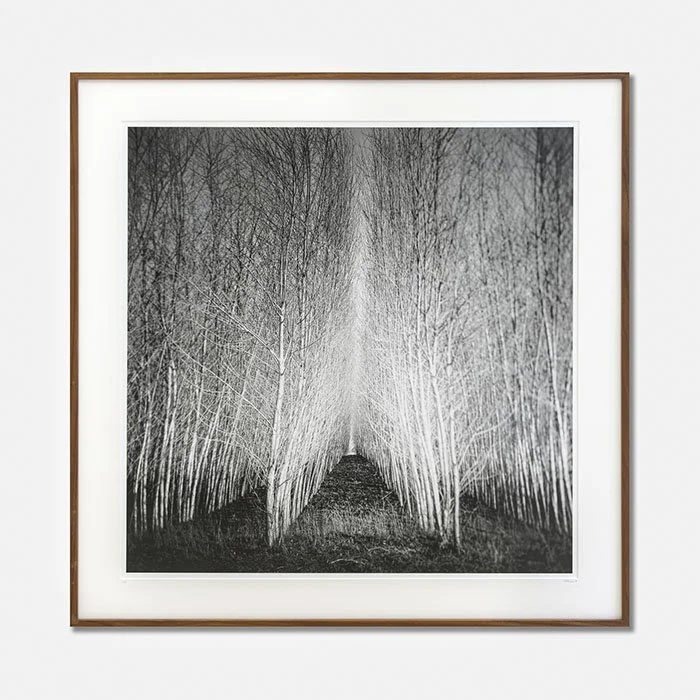 Gerald Berghammer -  Populus Forest, Austria, Edition 1/7