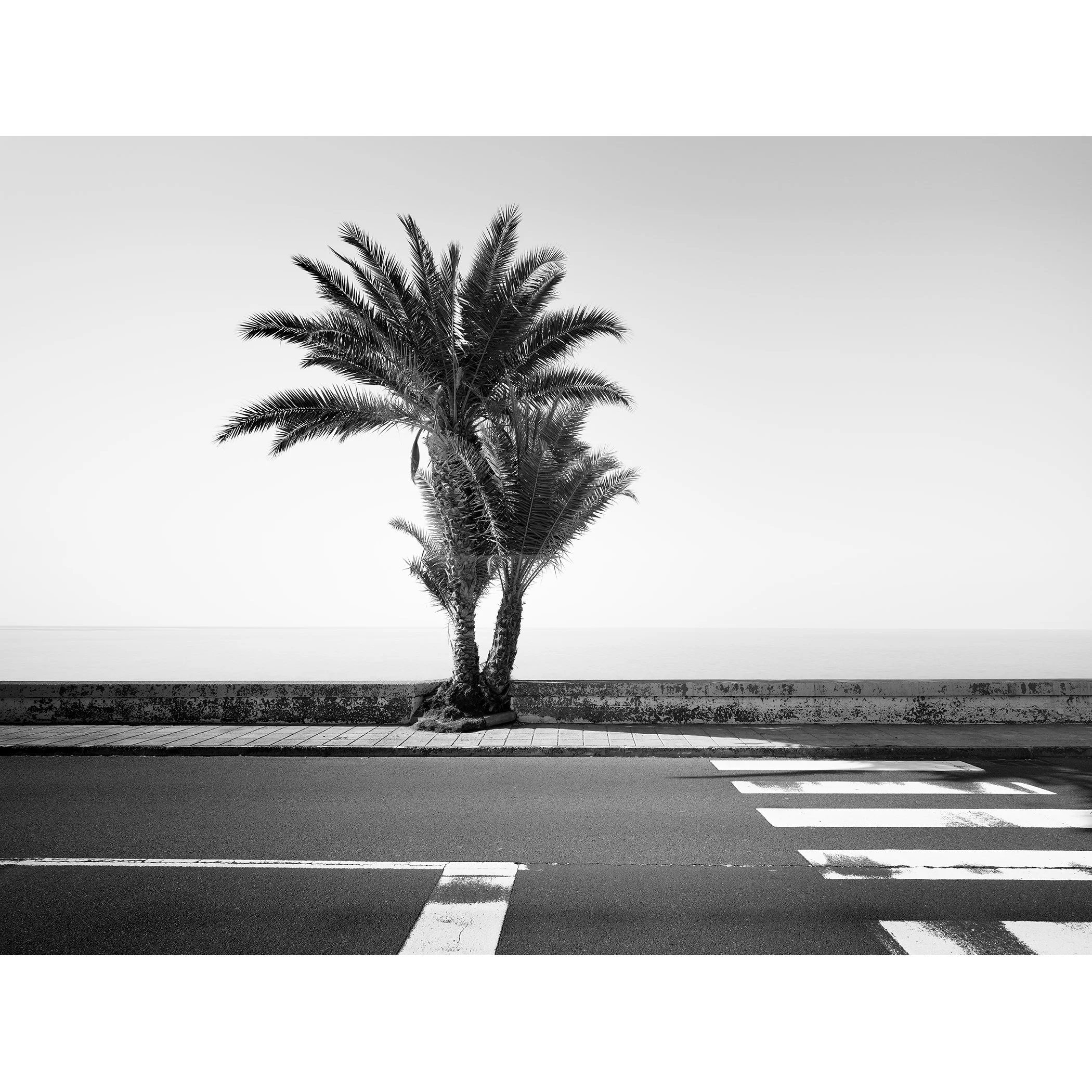 Gerald Berghammer - Black and white landscape photography. Palm tree next to a sidewalk and crosswalk on a road, with the ocean in the background.