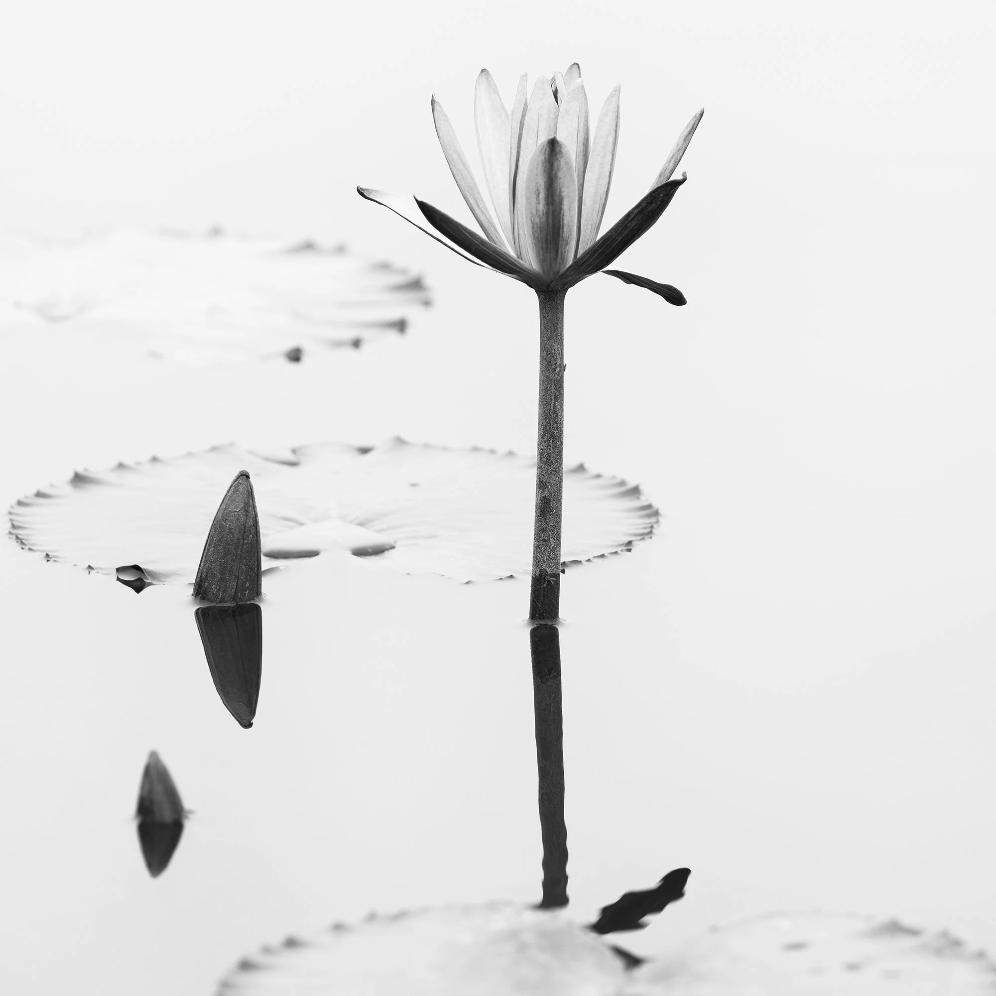 Lotus Flower, Panorama Study 2 – close-up of a lotus flower, leaf and reflection in still water in Vietnam by Gerald Berghammer.