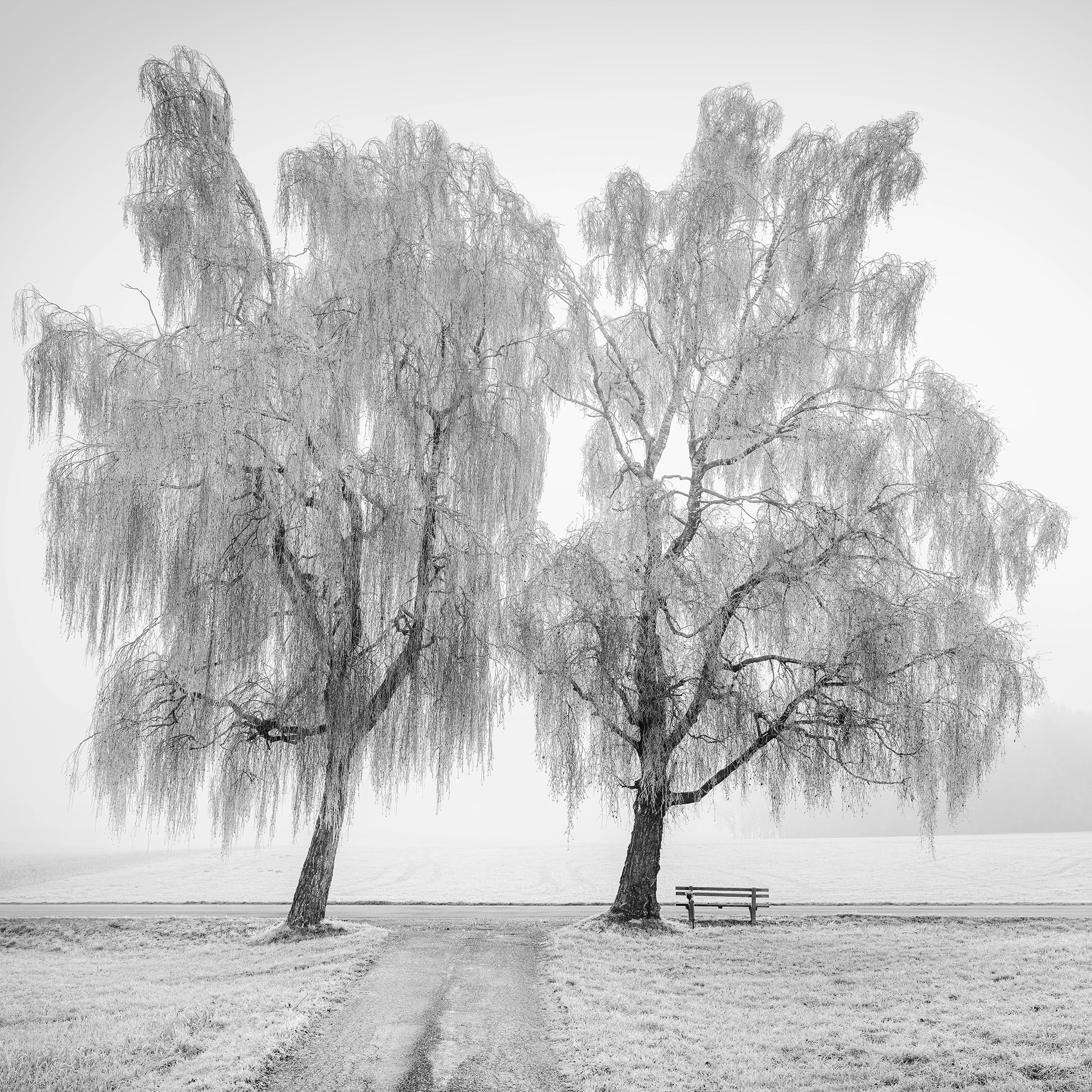 Black-and-white winter photograph of two frost-covered trees, a quiet path and a solitary bench. Photo by Gerald Berghammer.